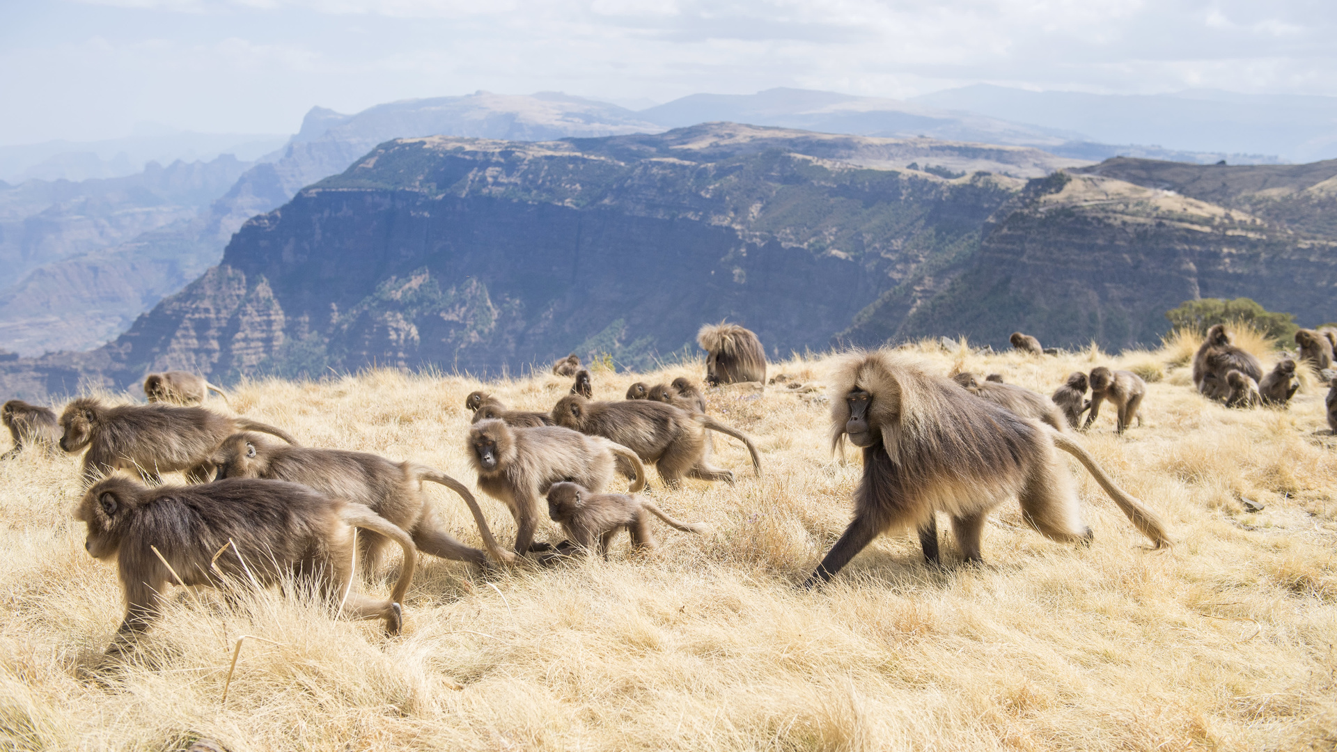 africa, simien mountains national park, geladas, ethiopia