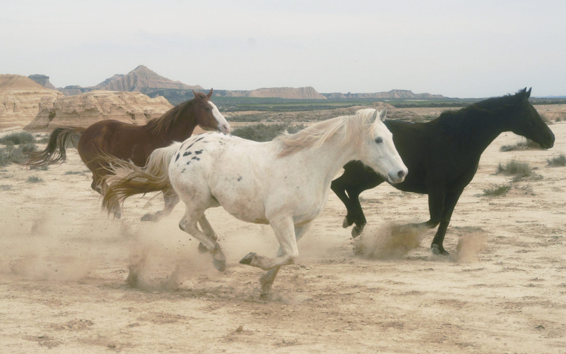 nature, horses, longines