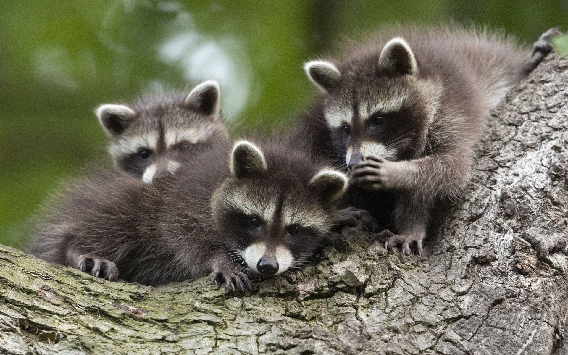 raccoon cubs, chinese whispers, kassel, germany