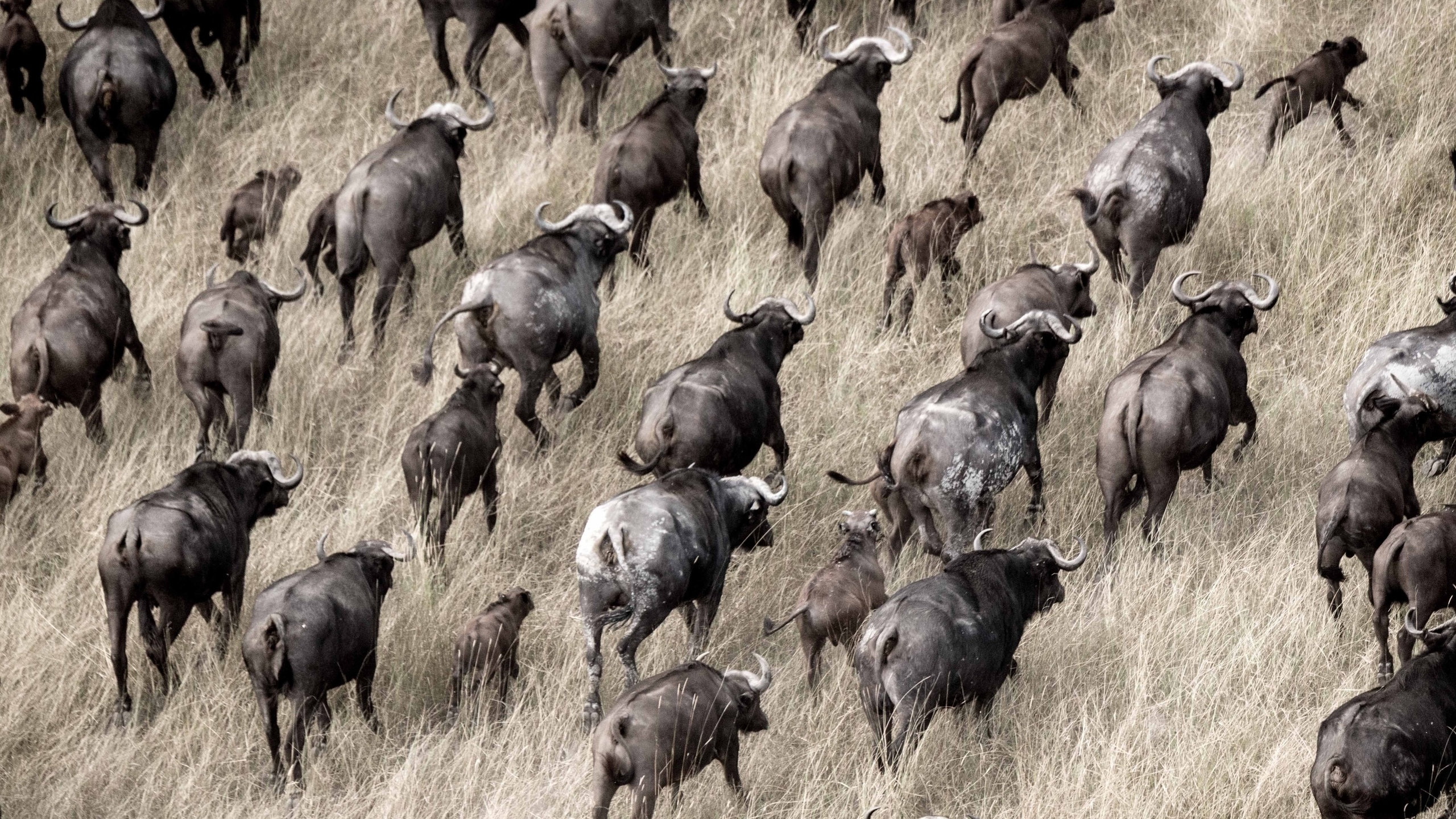 okavango delta, botswana, herds of buffalo