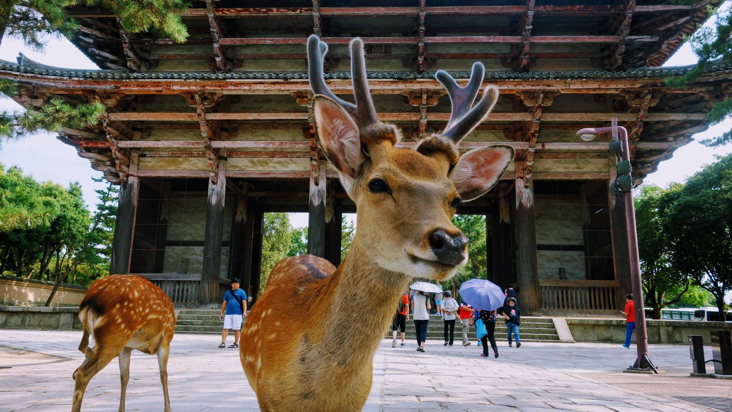 nara park, japanese deer park, nara, japan