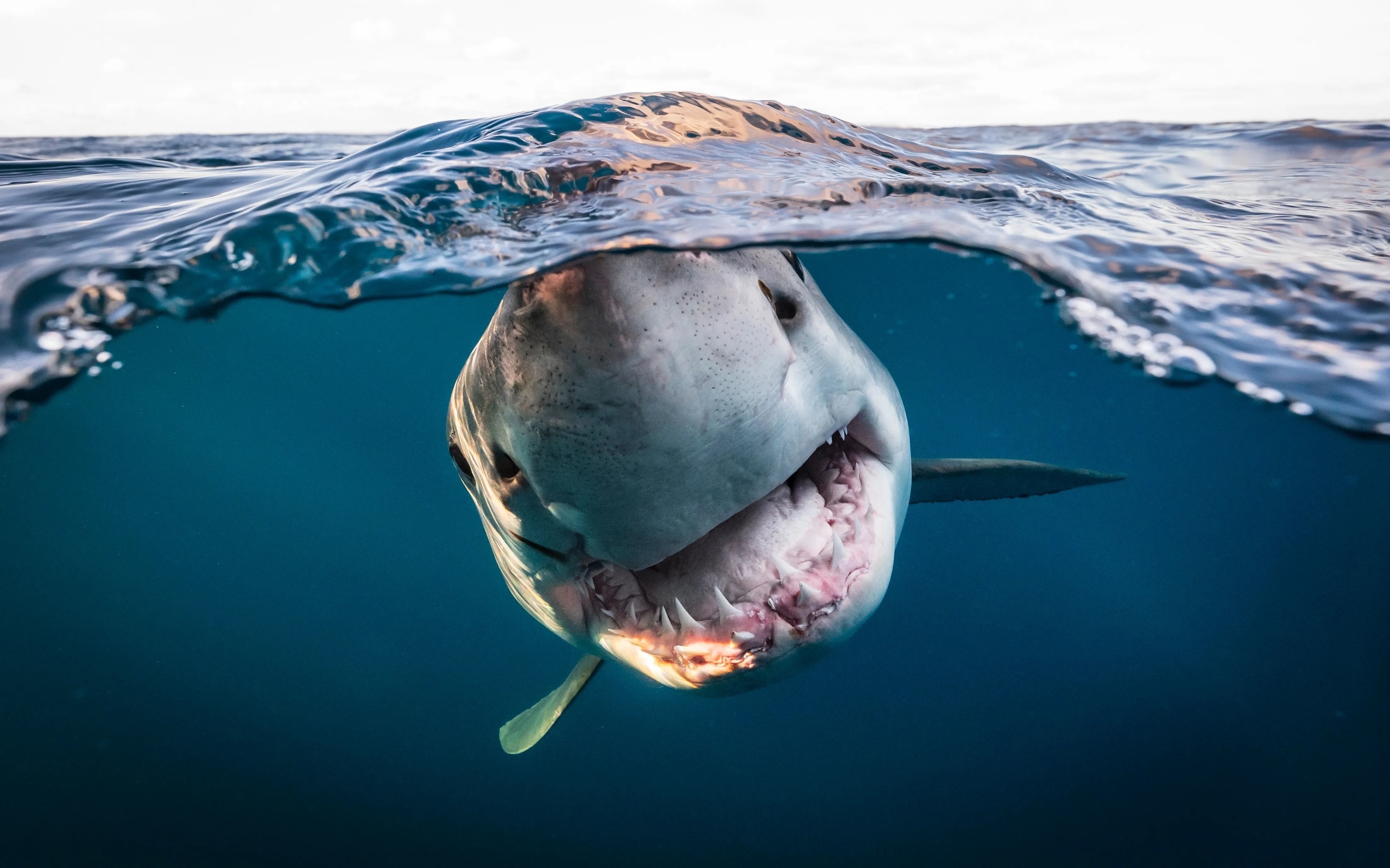 white shark, neptune islands, south australia