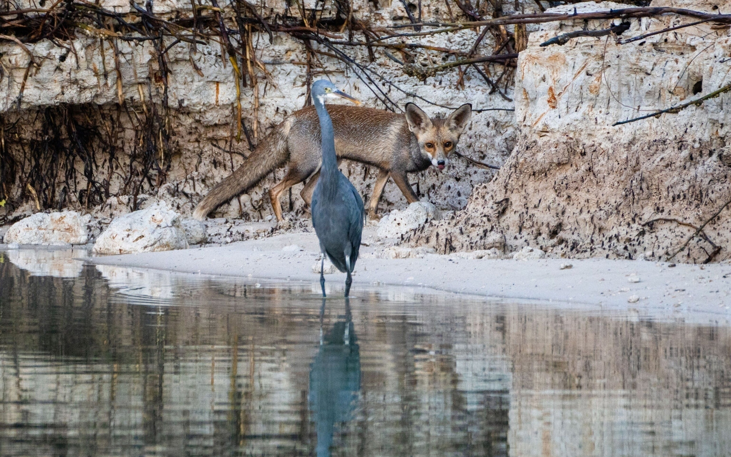 mangrove national park, heron, nature, abu dhabi, mangrove forests