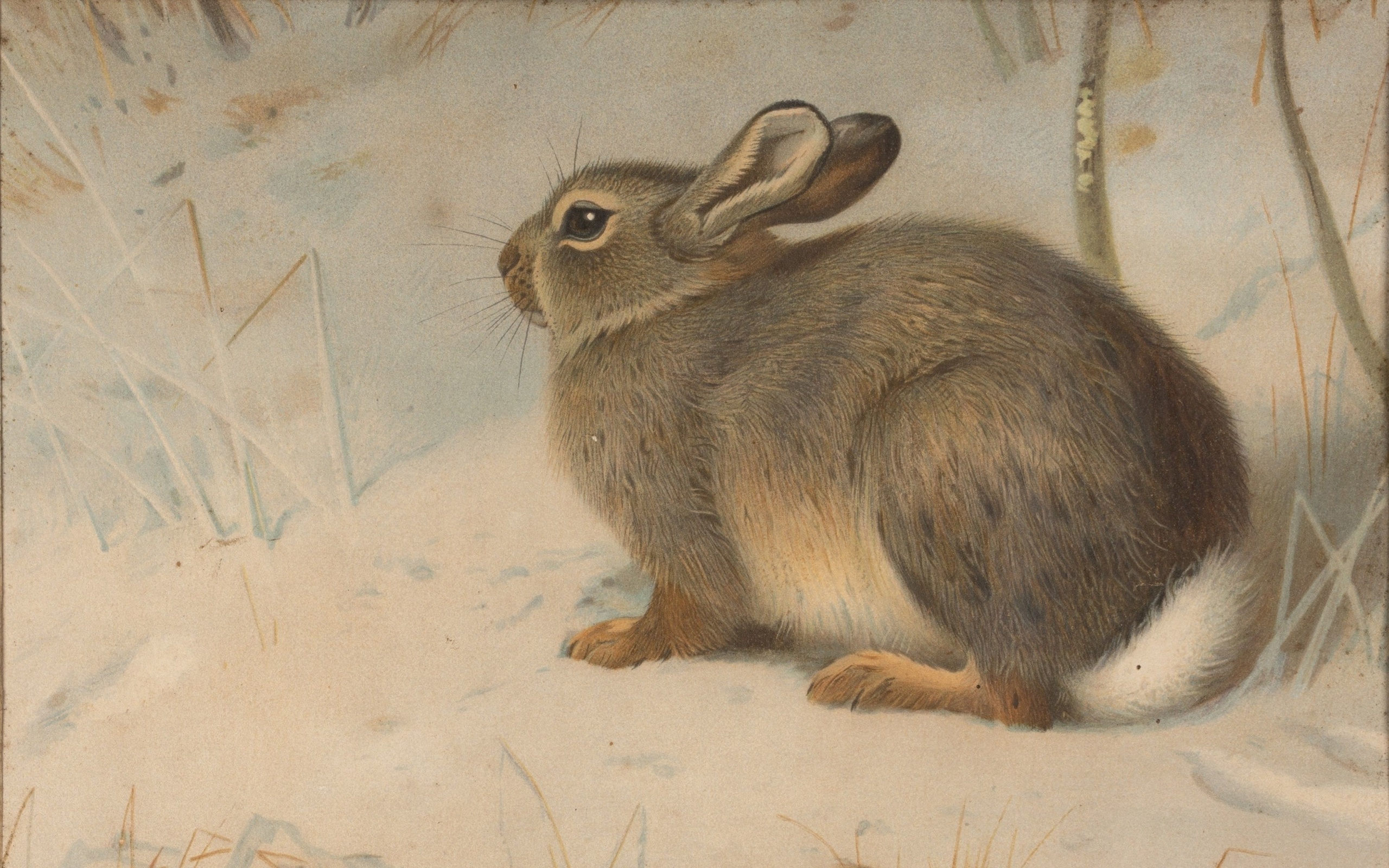 archibald thorburn, scottish, rabbit in snow