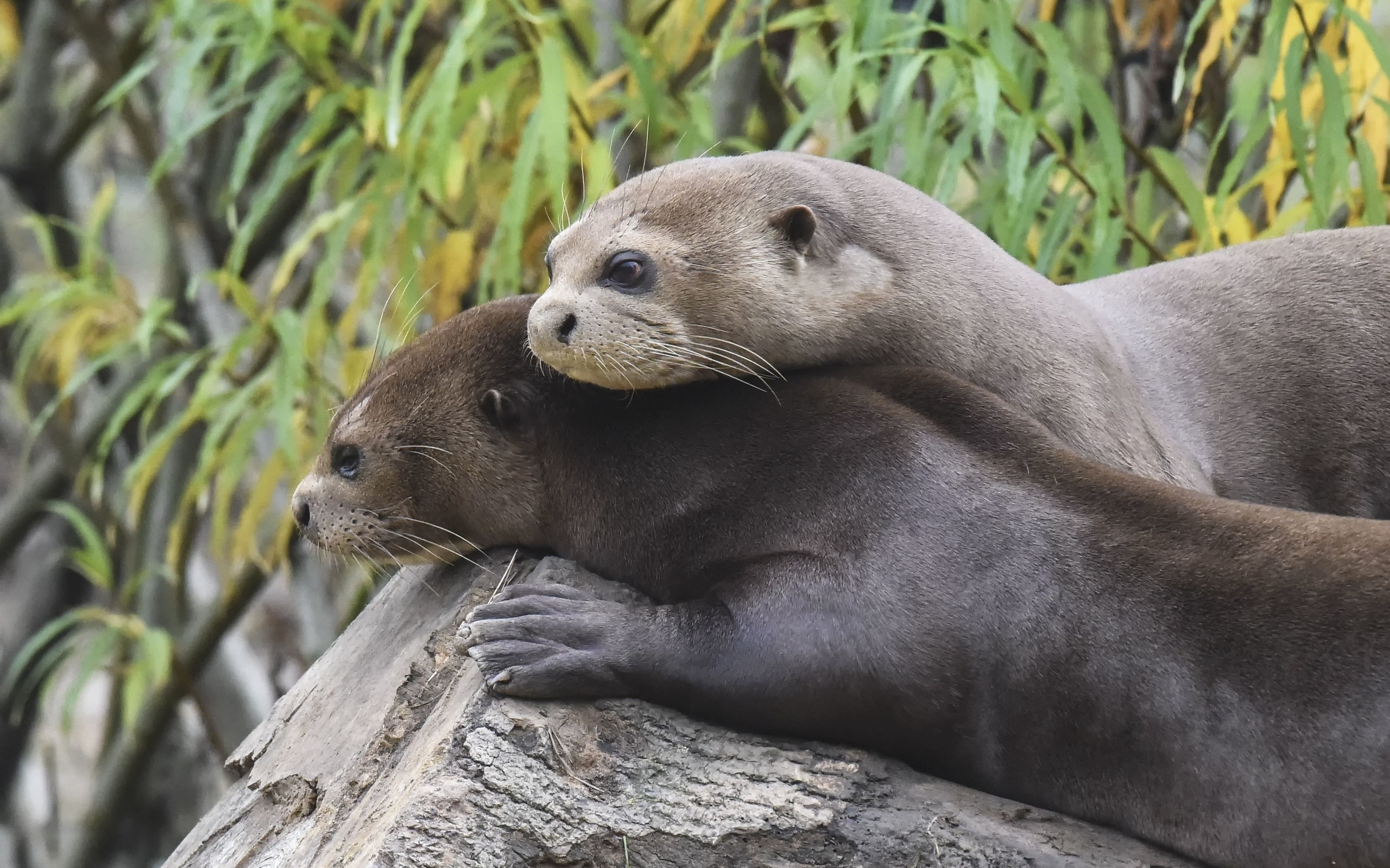 giant otters, yorkshire wildlife park, romantic mood