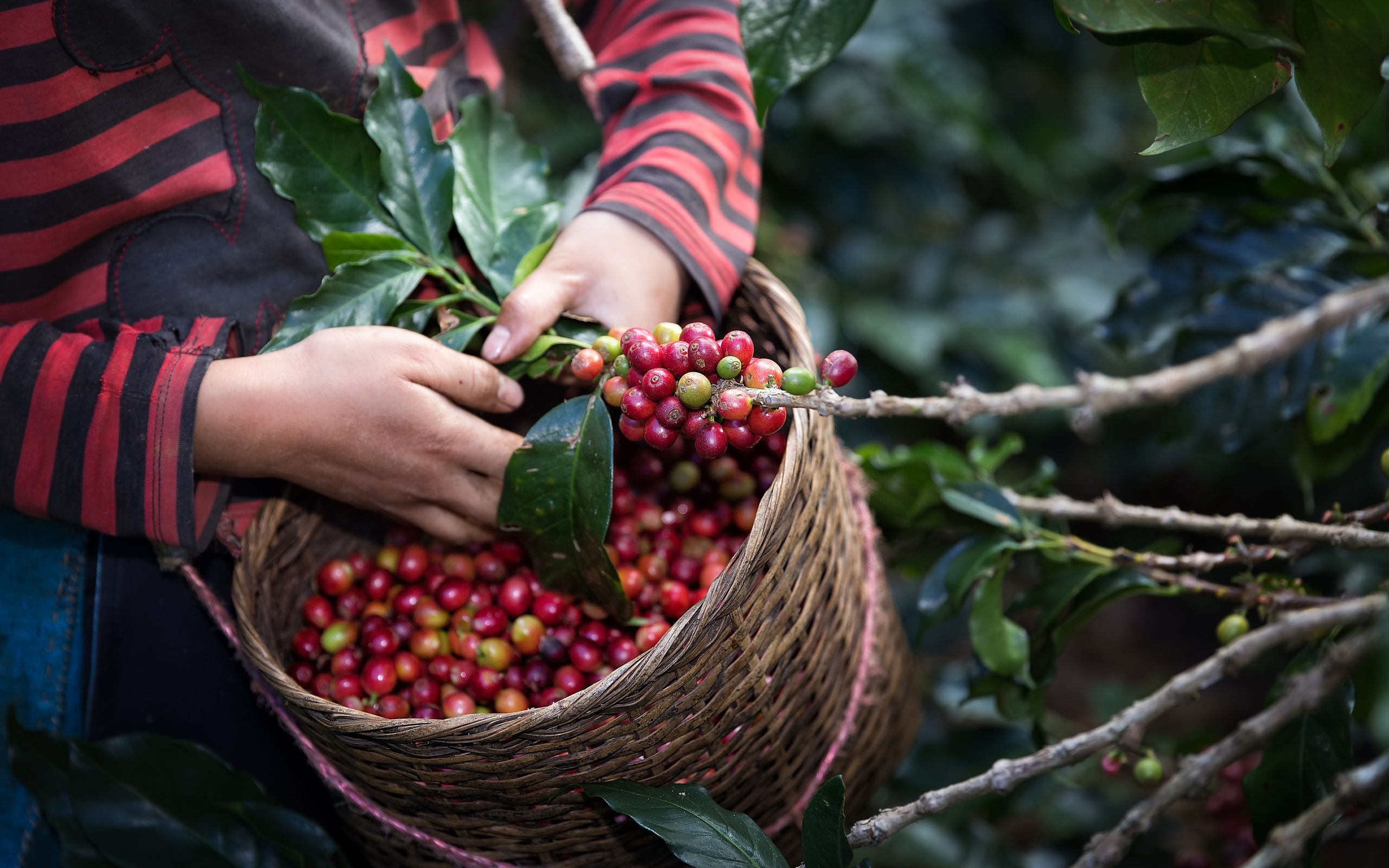 harvest arabica coffee, berries on branch, organic coffee