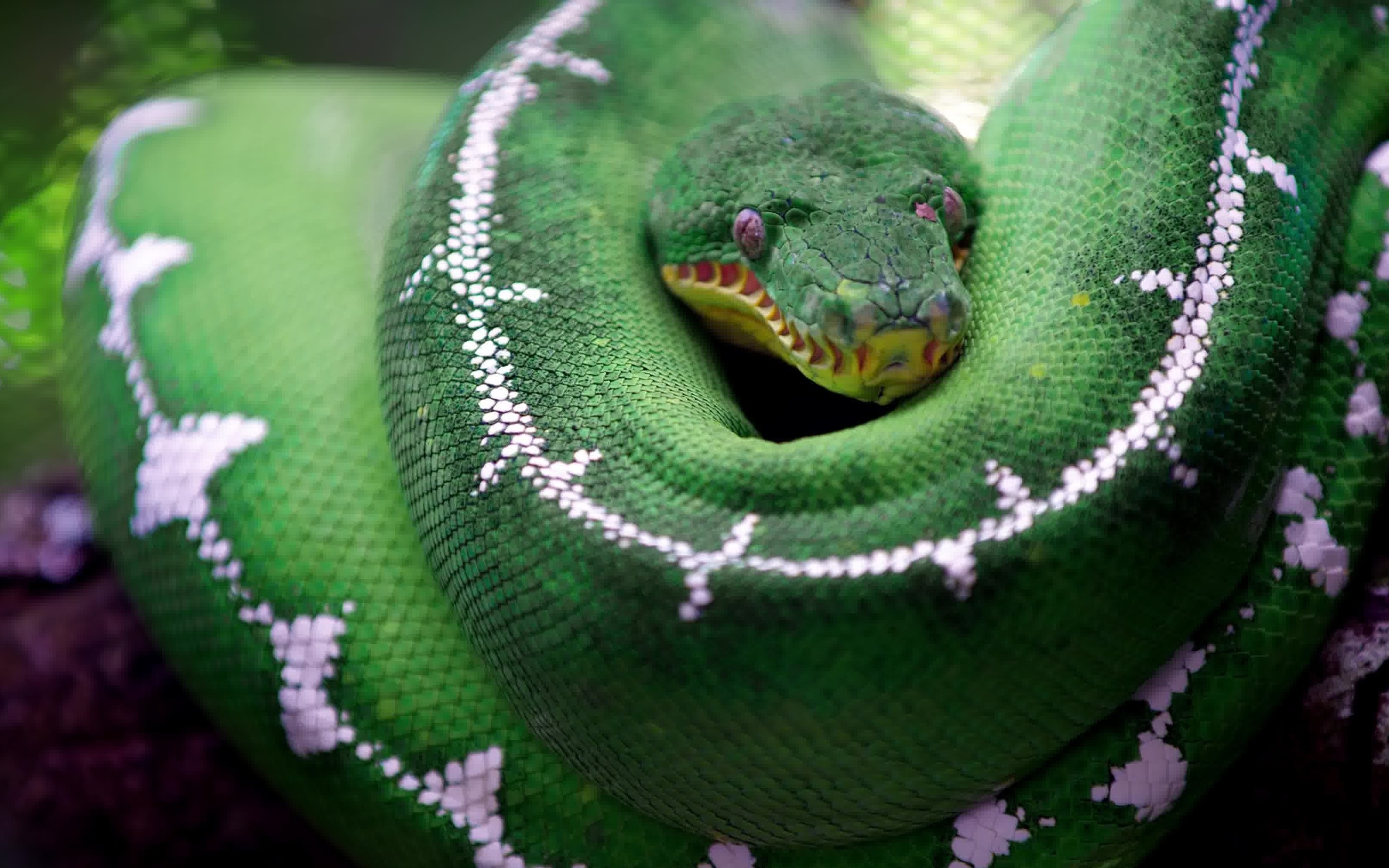 amazon basin emerald tree boa, non-venomous boa, south-america