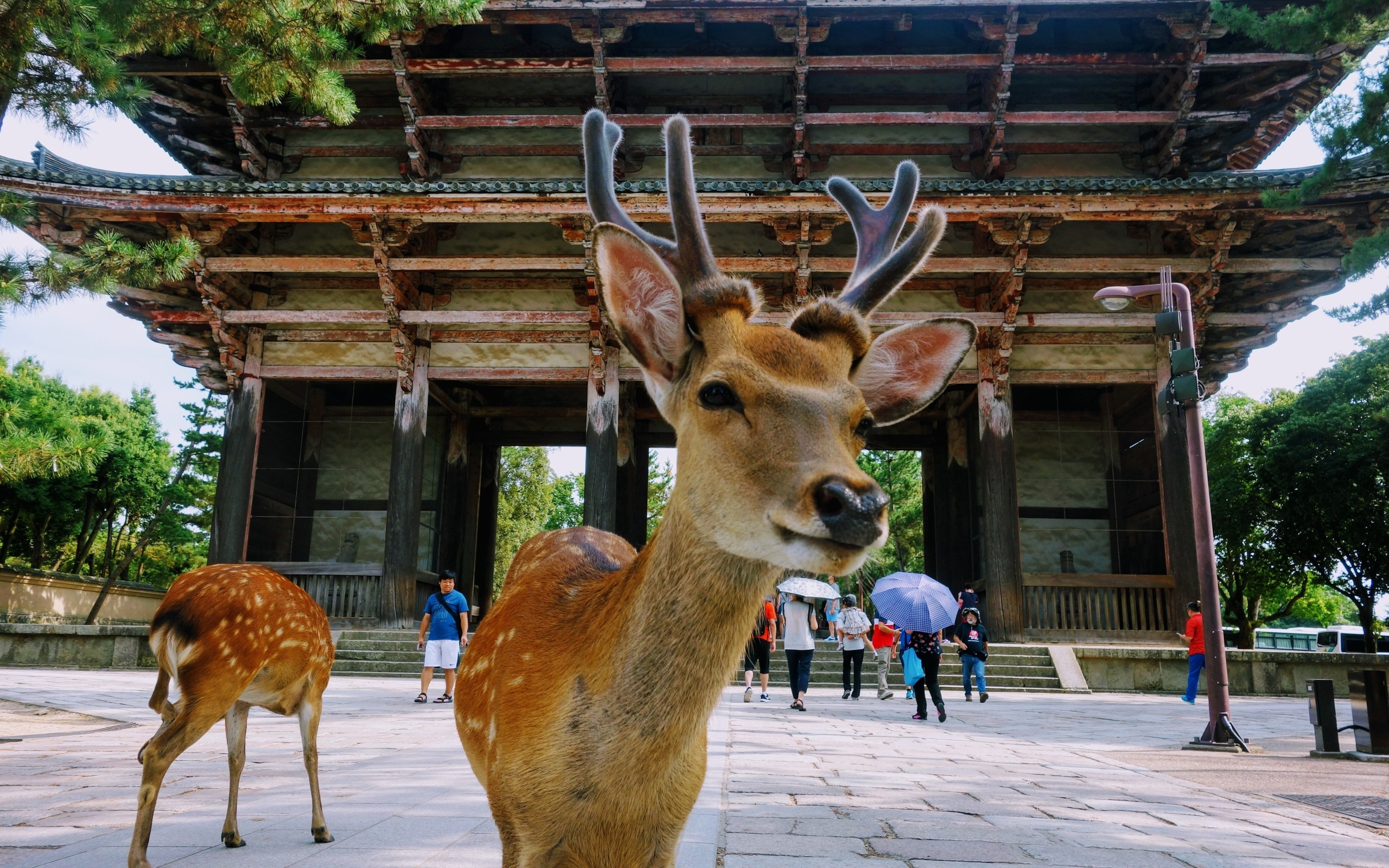 nara park, japanese deer park, nara, japan