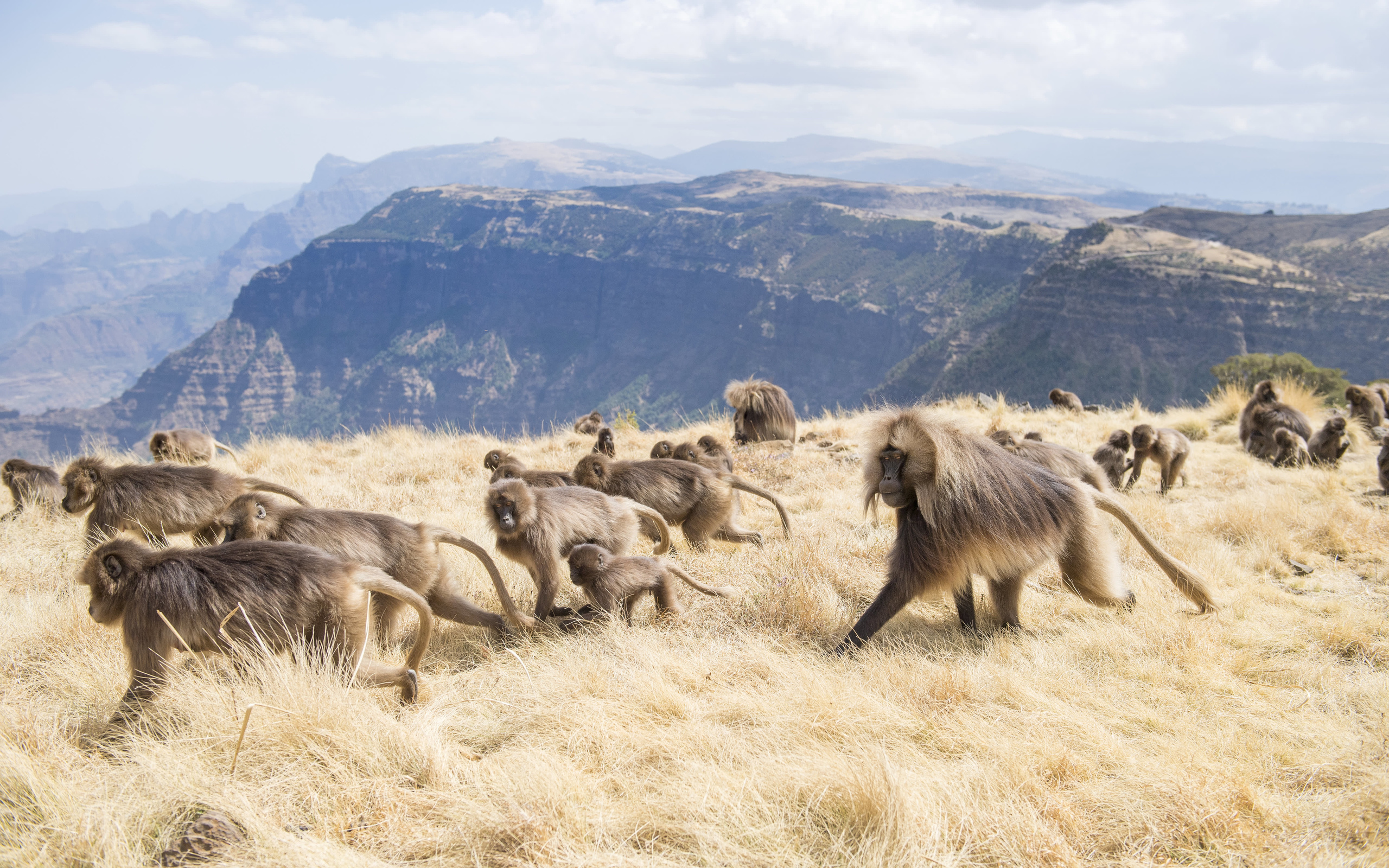 africa, simien mountains national park, geladas, ethiopia