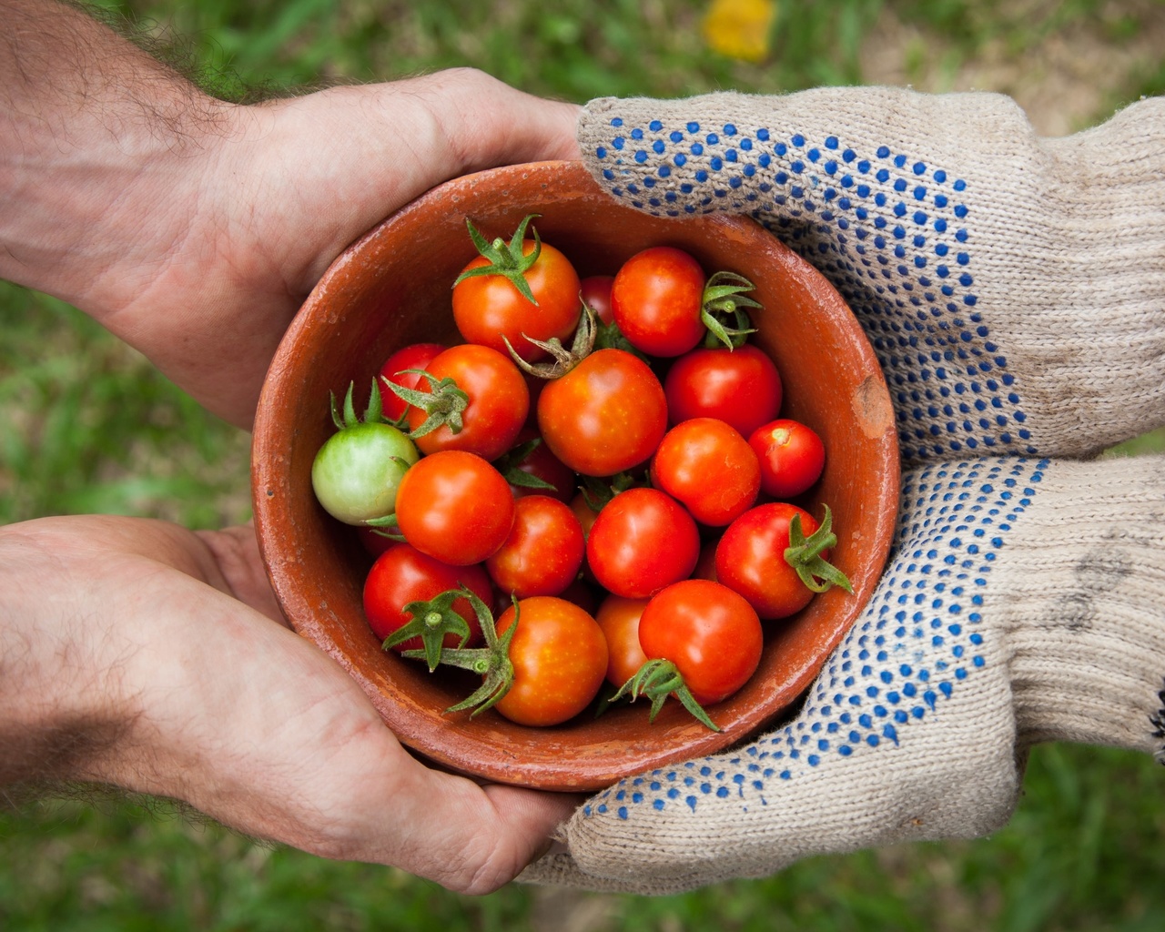 organic food, tomato garden, summer