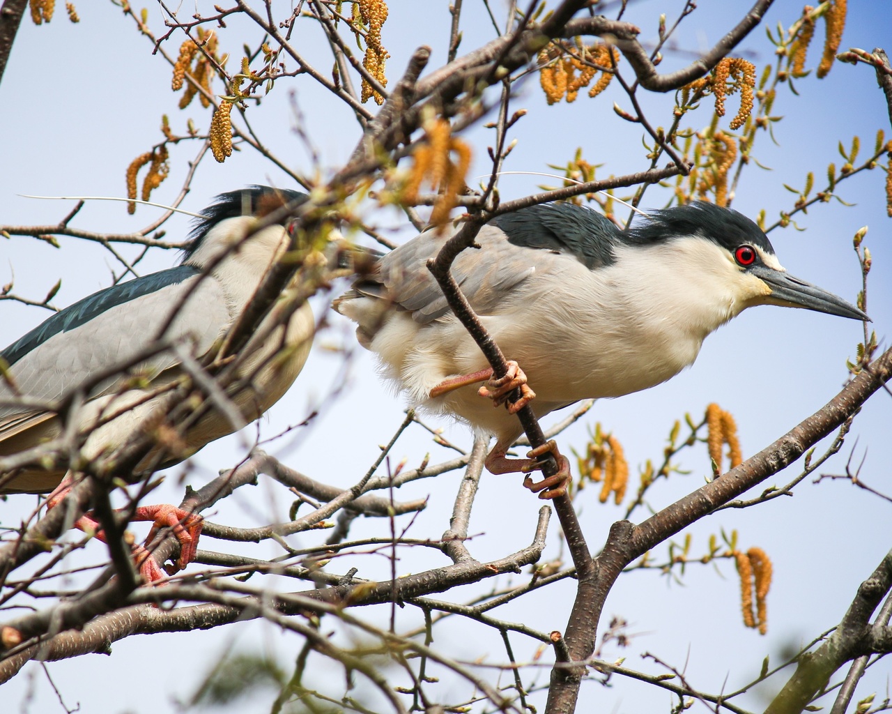 black-crowned night heron, lincoln park zoo, chicago, nycticorax nycticorax