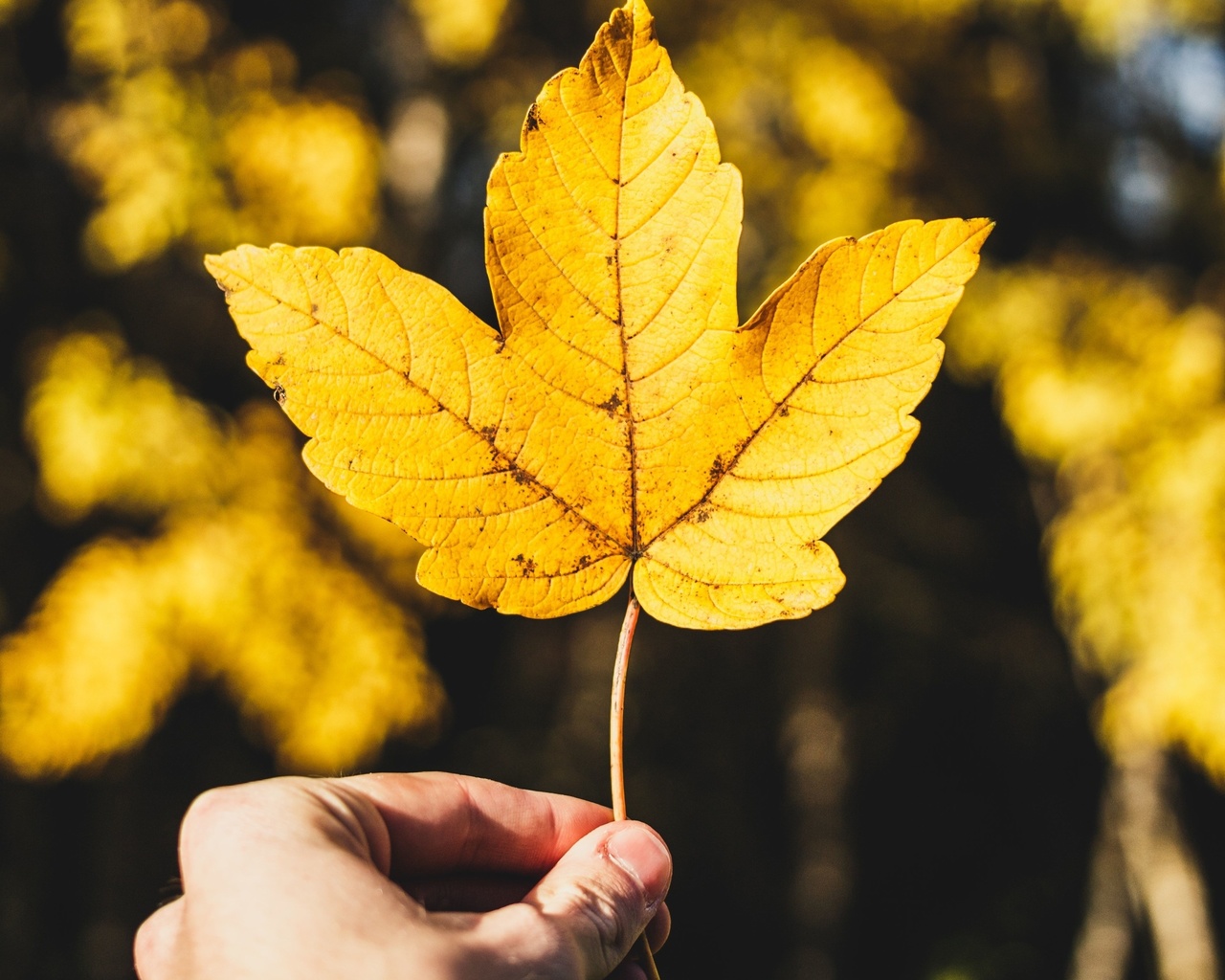 nature, autumn, yellow leaf