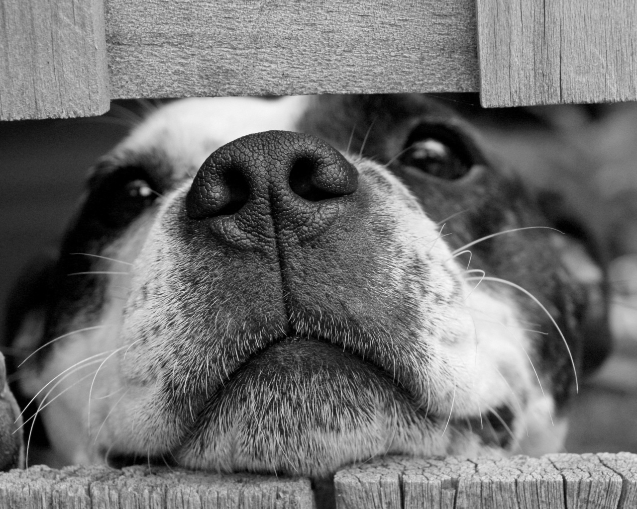 dog squashing its face through a fence, black and white puppy dog, funny animal