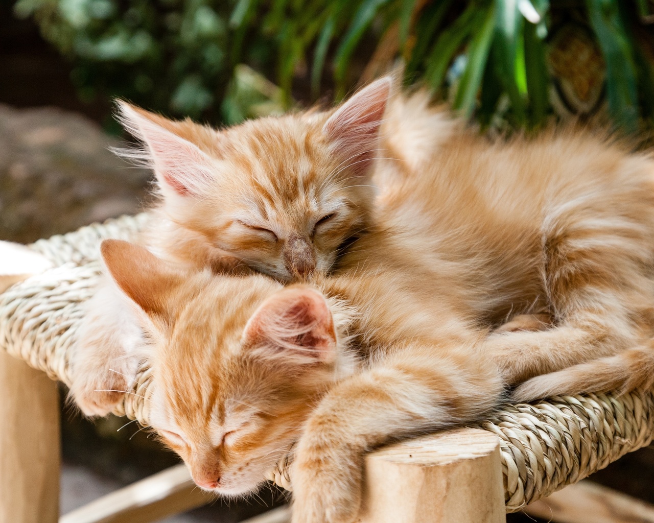 sleeping cats, kittens, pets, cute, animal