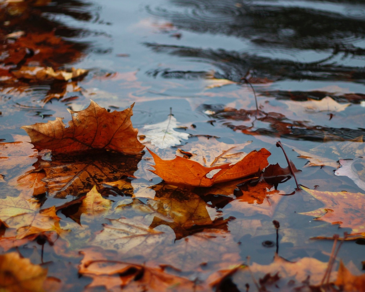 autumn, leaves in the water, rain