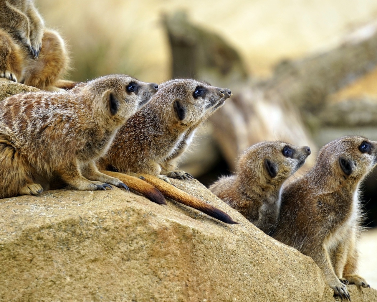 animals, mammals, meerkat group, zoo