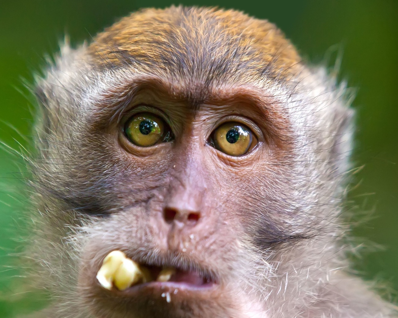 crab-eating macaque, ubud monkey forest, bali, indonesia