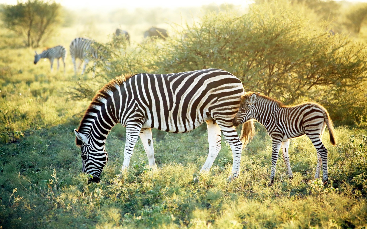 madikwe hills private game lodge, african safaris, wildlife, zebra