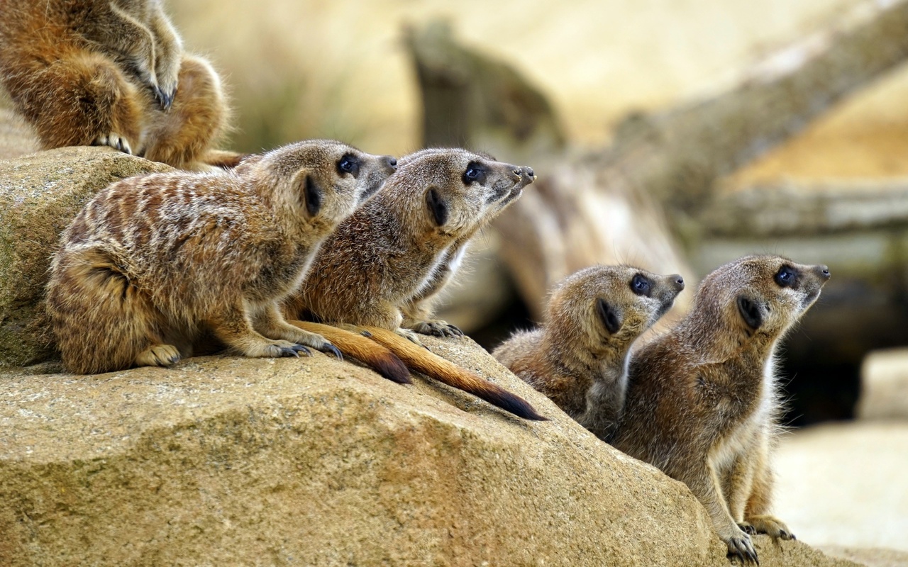 animals, mammals, meerkat group, zoo