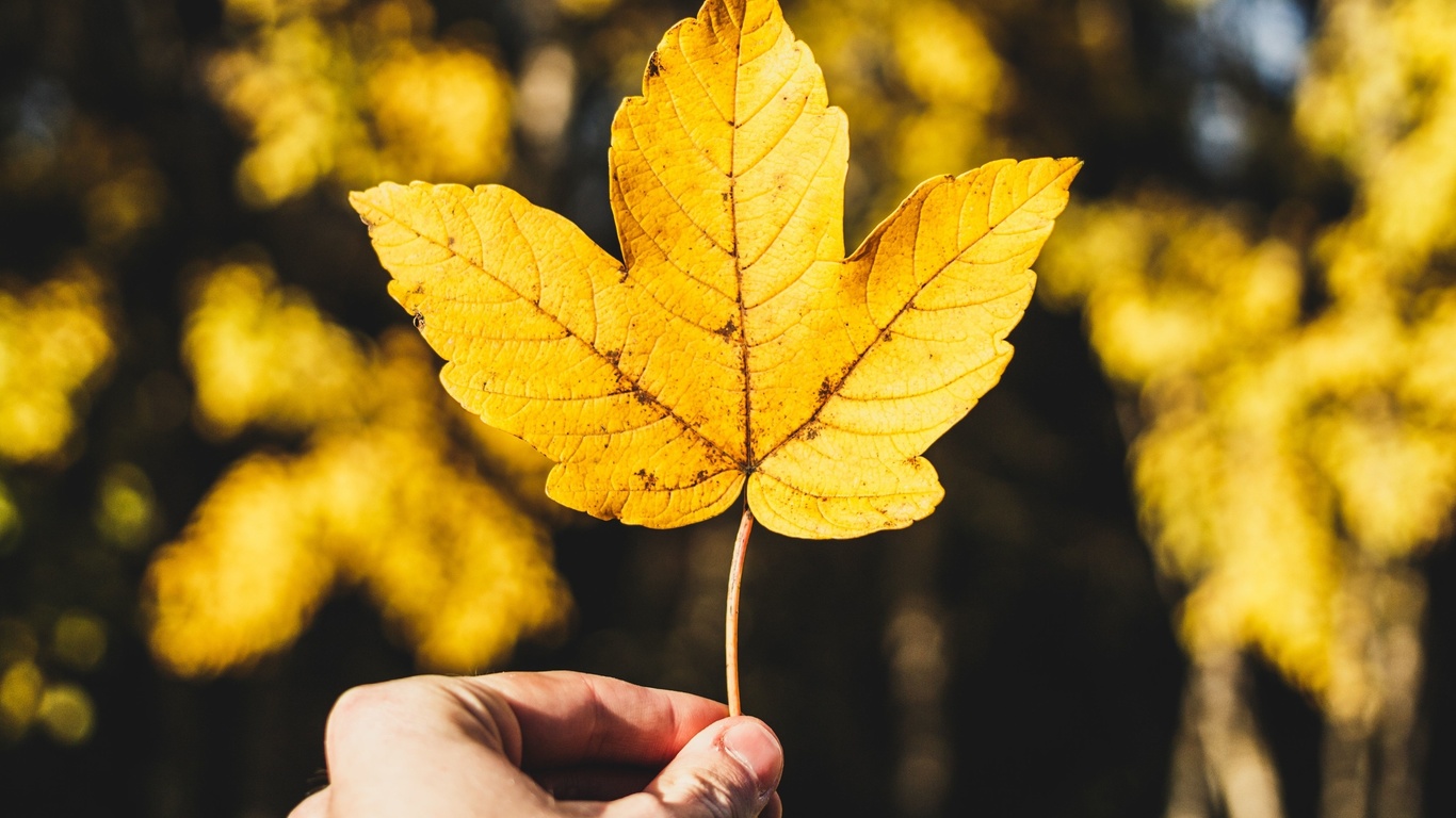 nature, autumn, yellow leaf