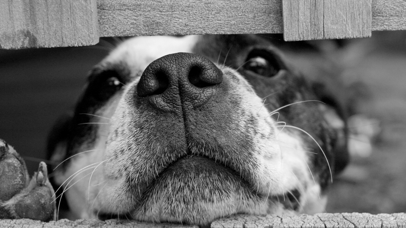 dog squashing its face through a fence, black and white puppy dog, funny animal