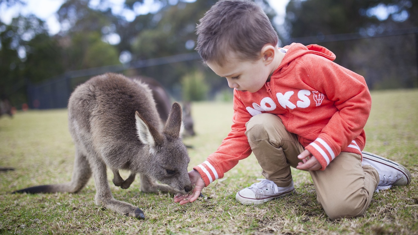 symbio wildlife park, helensburgh, south of sydney, kangaroo