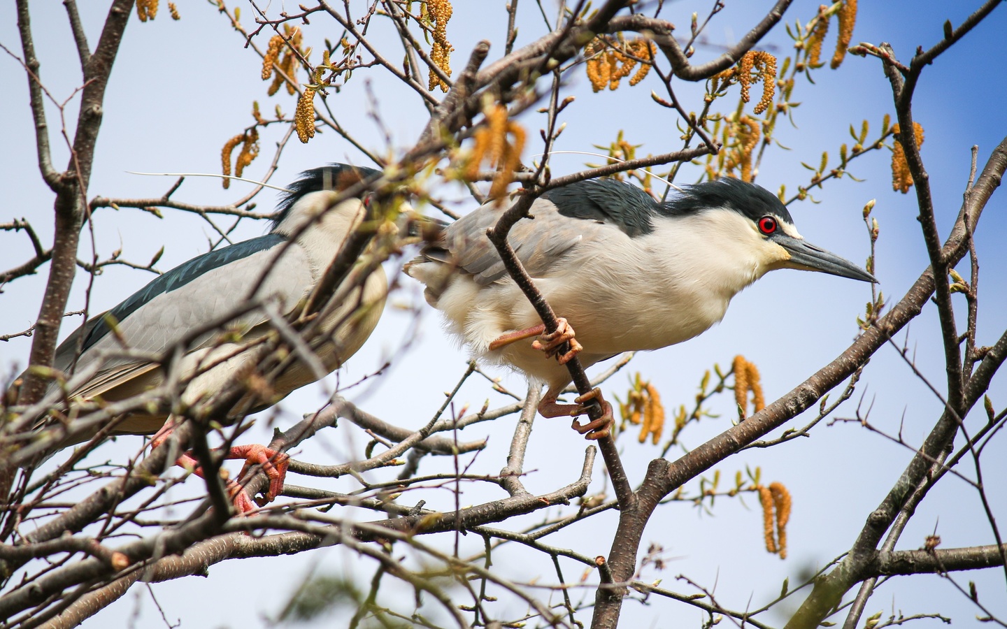 black-crowned night heron, lincoln park zoo, chicago, nycticorax nycticorax