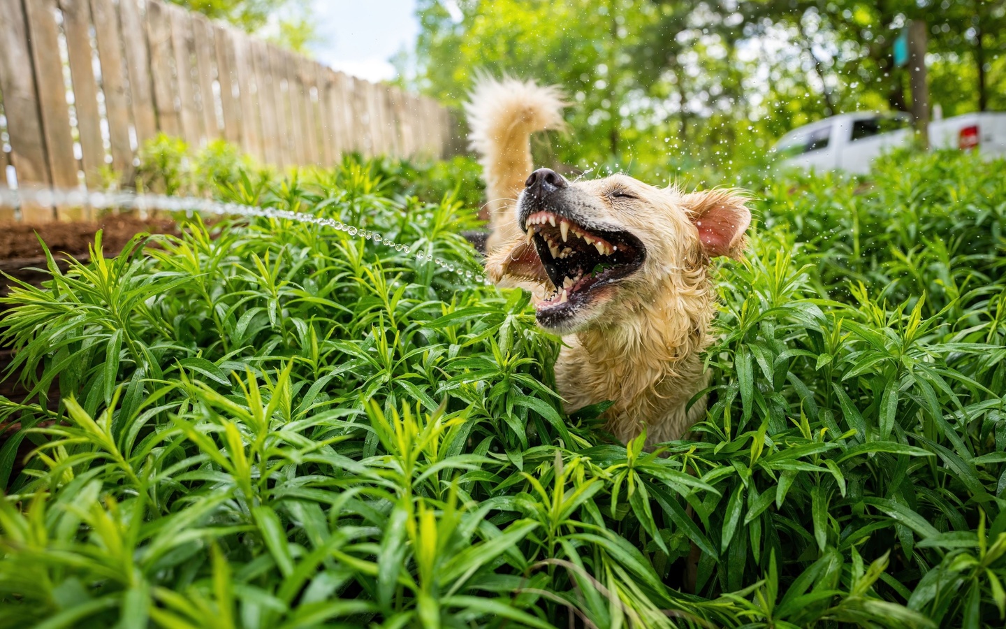 comedy pet, golden retriever, roslin watering