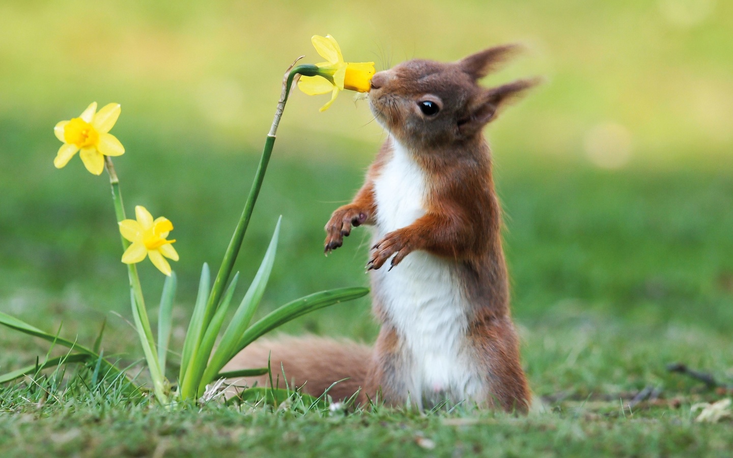 scent of spring, squirrel, nature