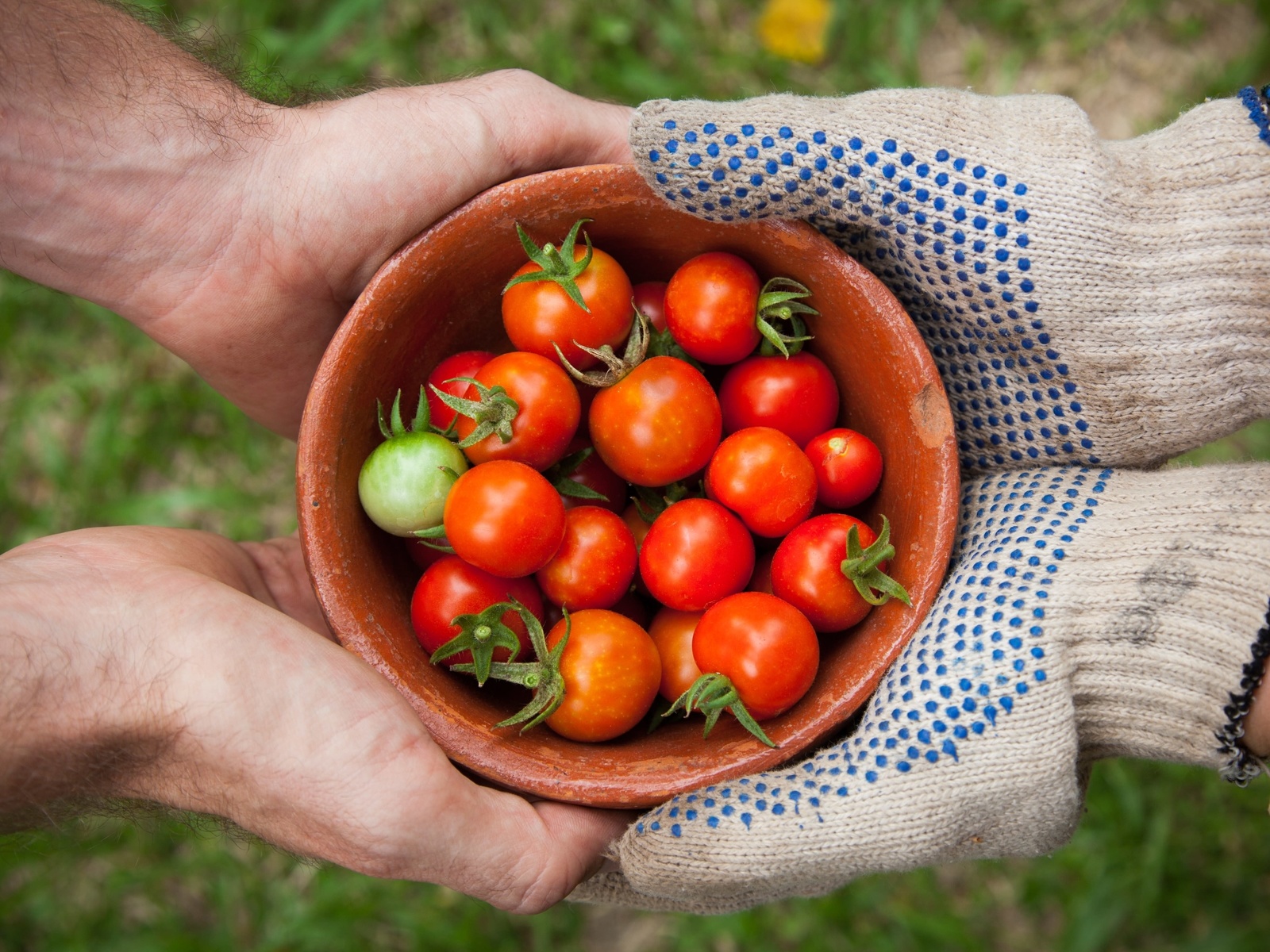 organic food, tomato garden, summer