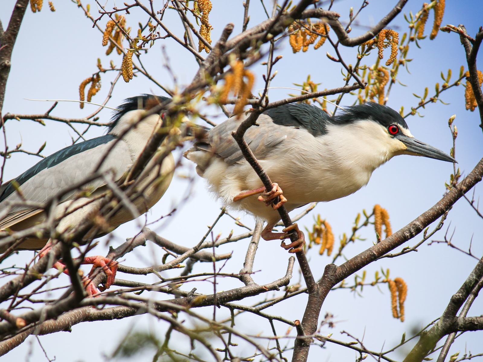 black-crowned night heron, lincoln park zoo, chicago, nycticorax nycticorax