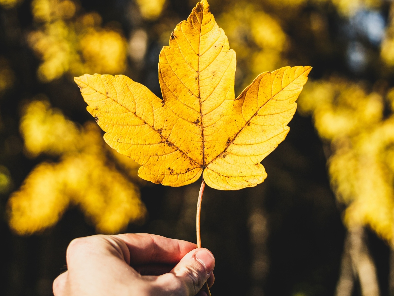 nature, autumn, yellow leaf