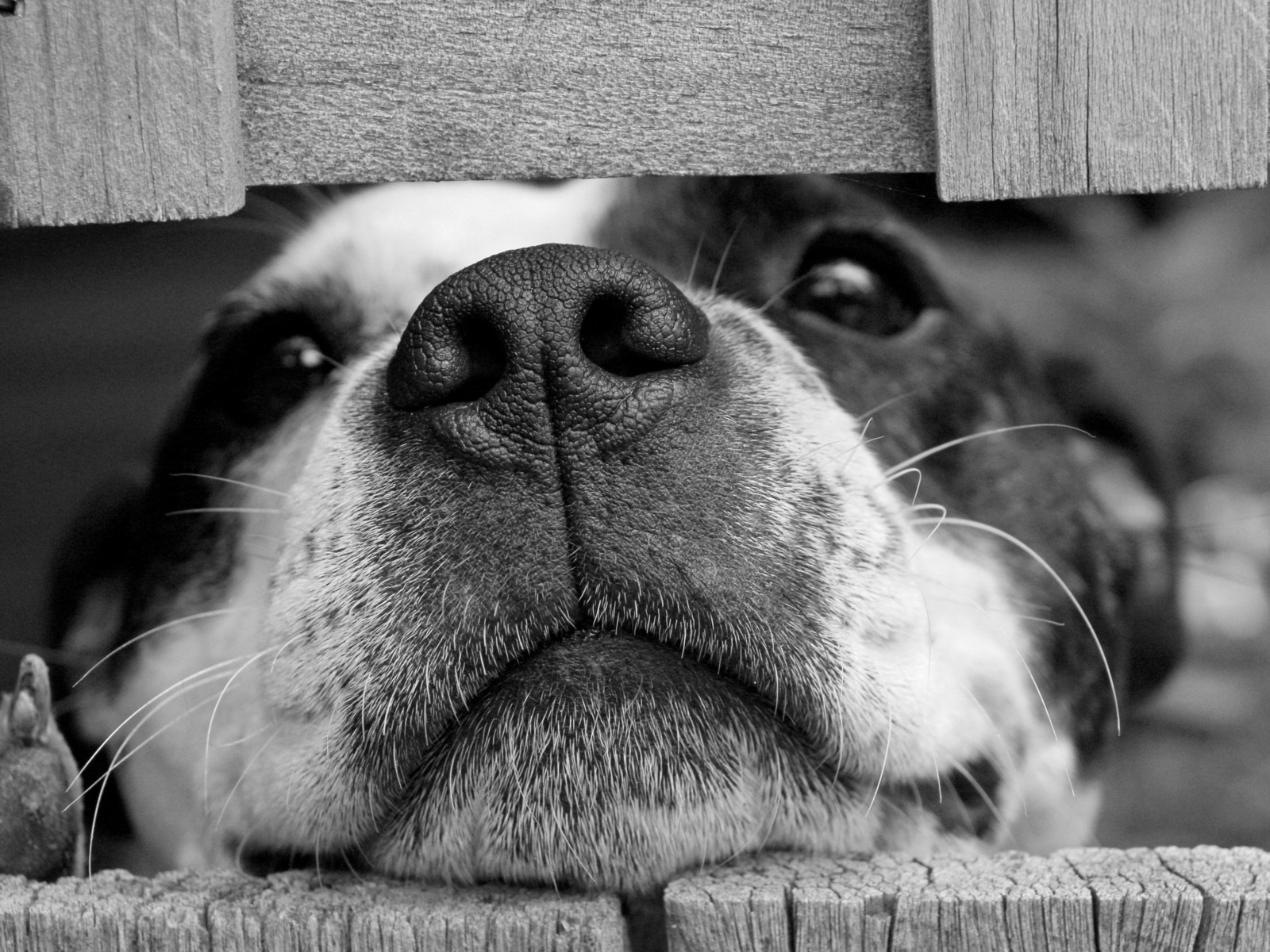 dog squashing its face through a fence, black and white puppy dog, funny animal