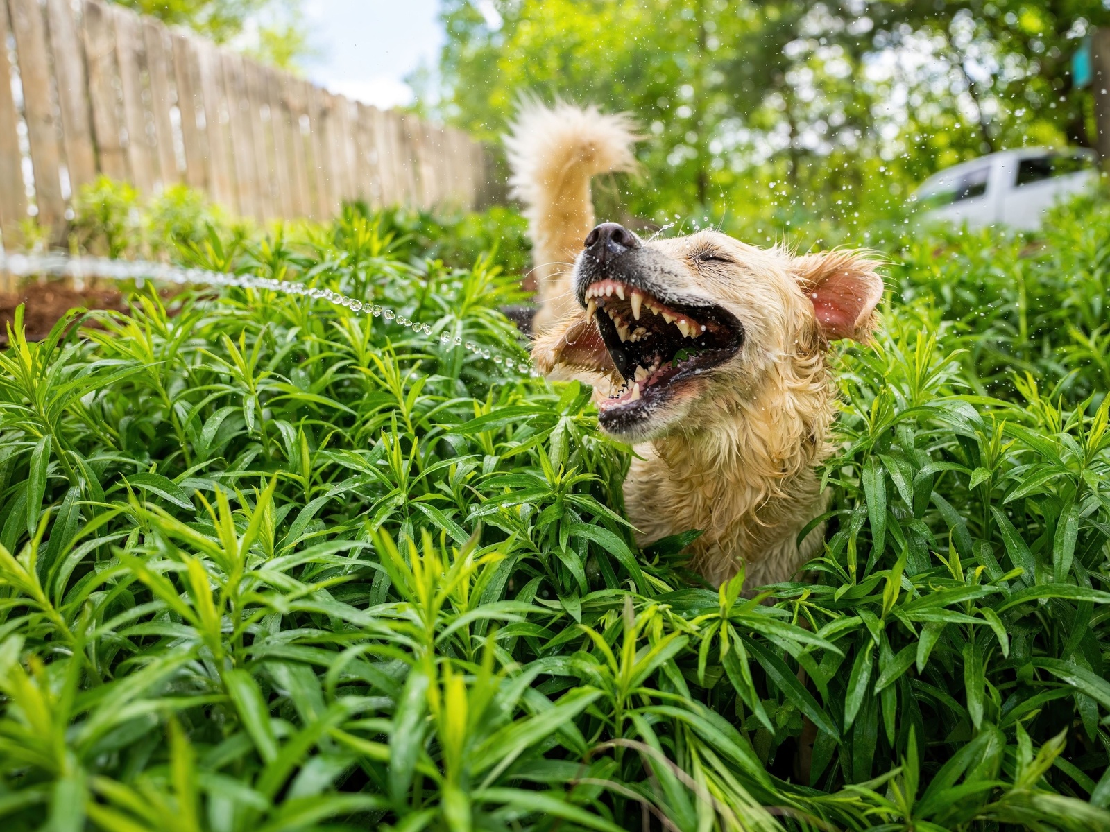 comedy pet, golden retriever, roslin watering