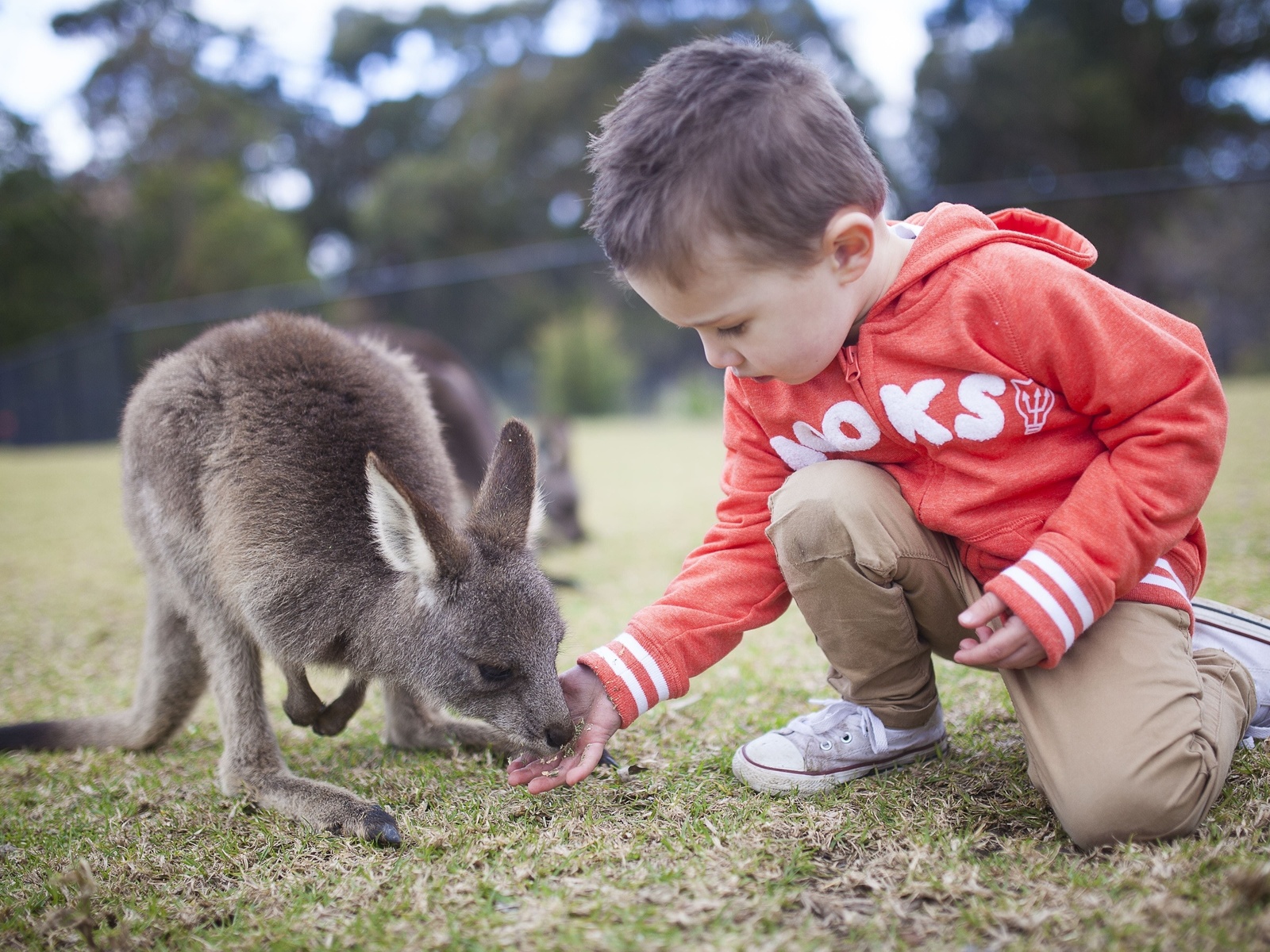 symbio wildlife park, helensburgh, south of sydney, kangaroo