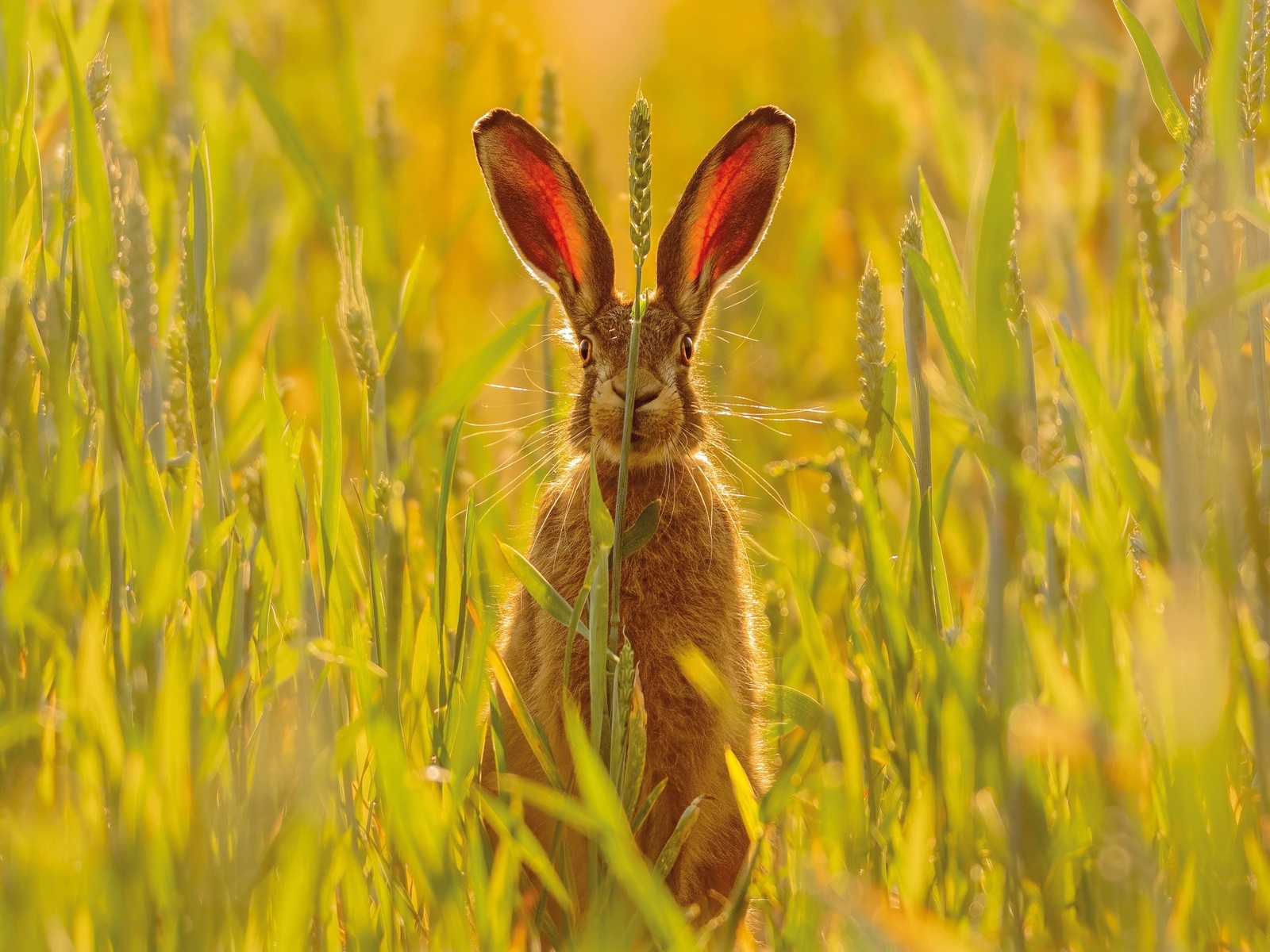 hare, skomer island, pembrokeshire