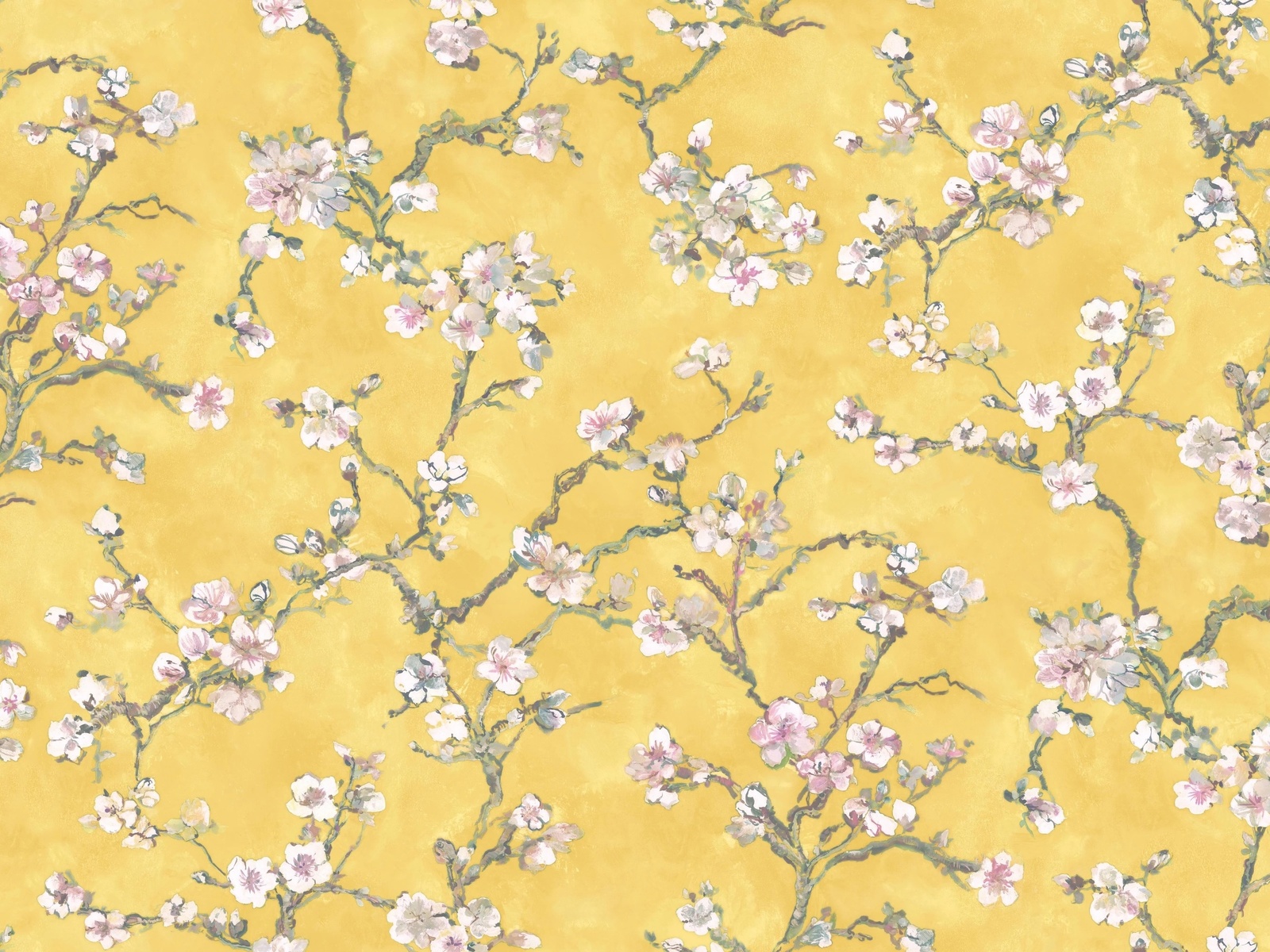 sakura, bernardo bartalucci carlotta, spring, wallpapers