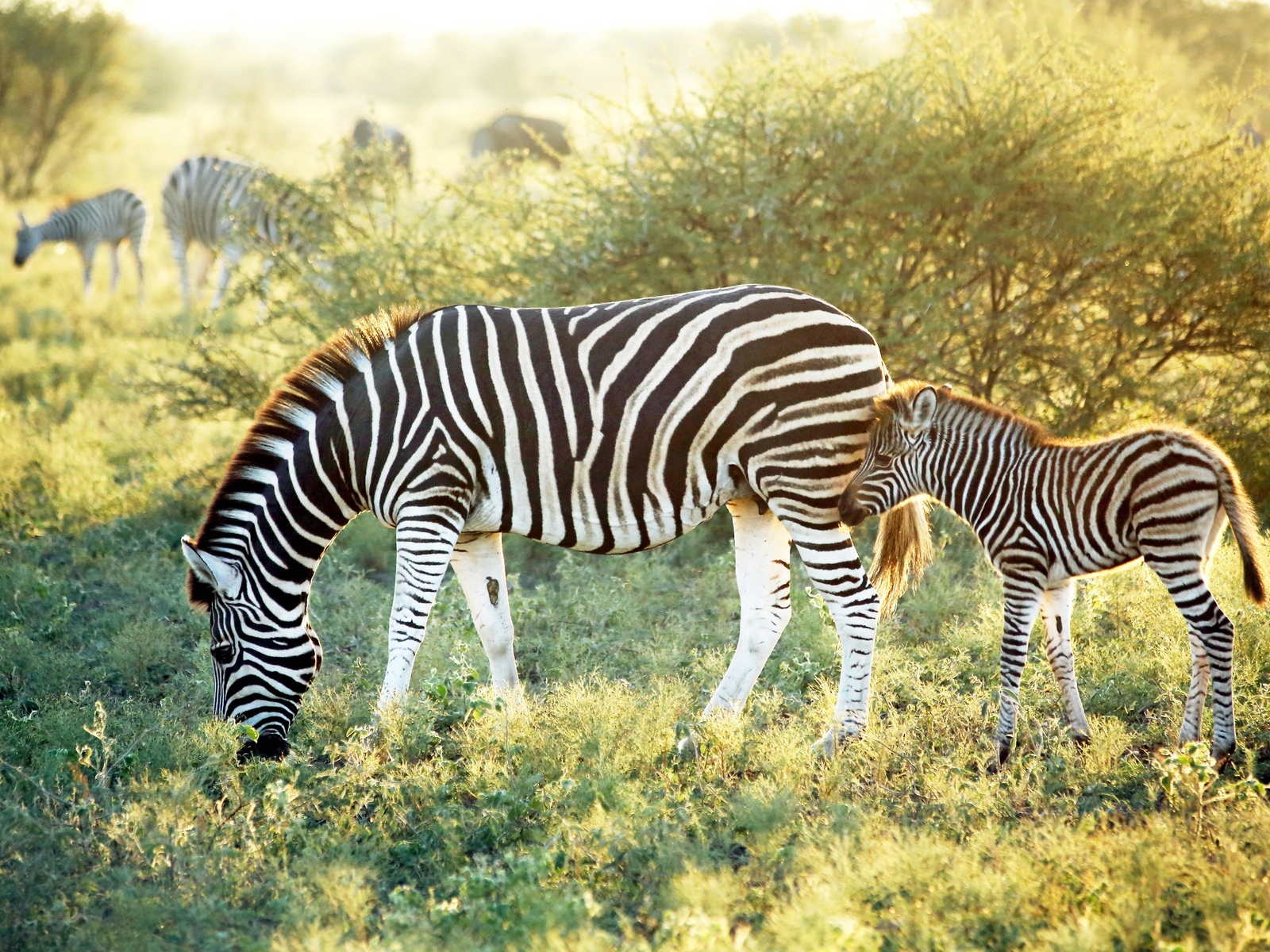 madikwe hills private game lodge, african safaris, wildlife, zebra