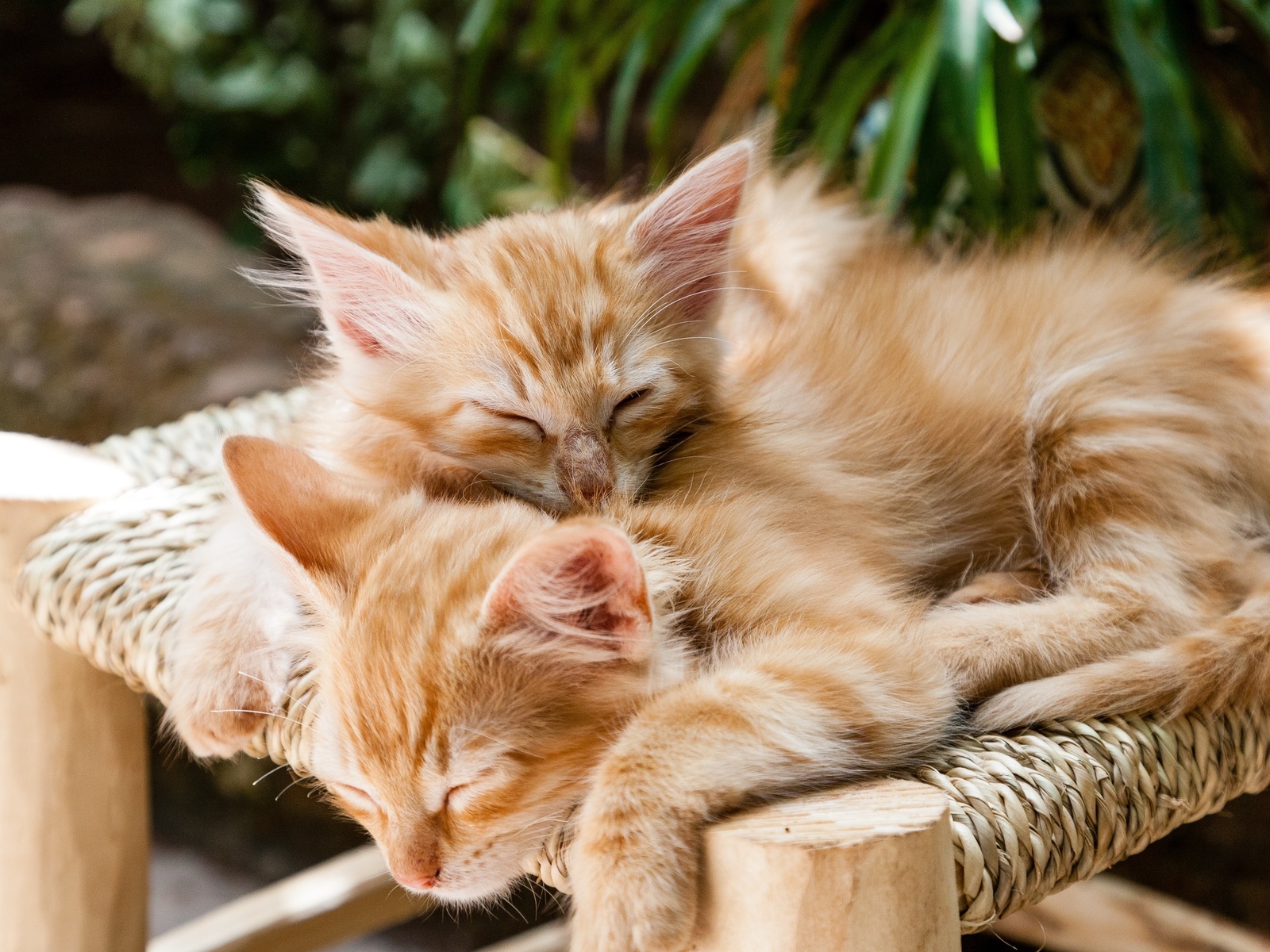 sleeping cats, kittens, pets, cute, animal