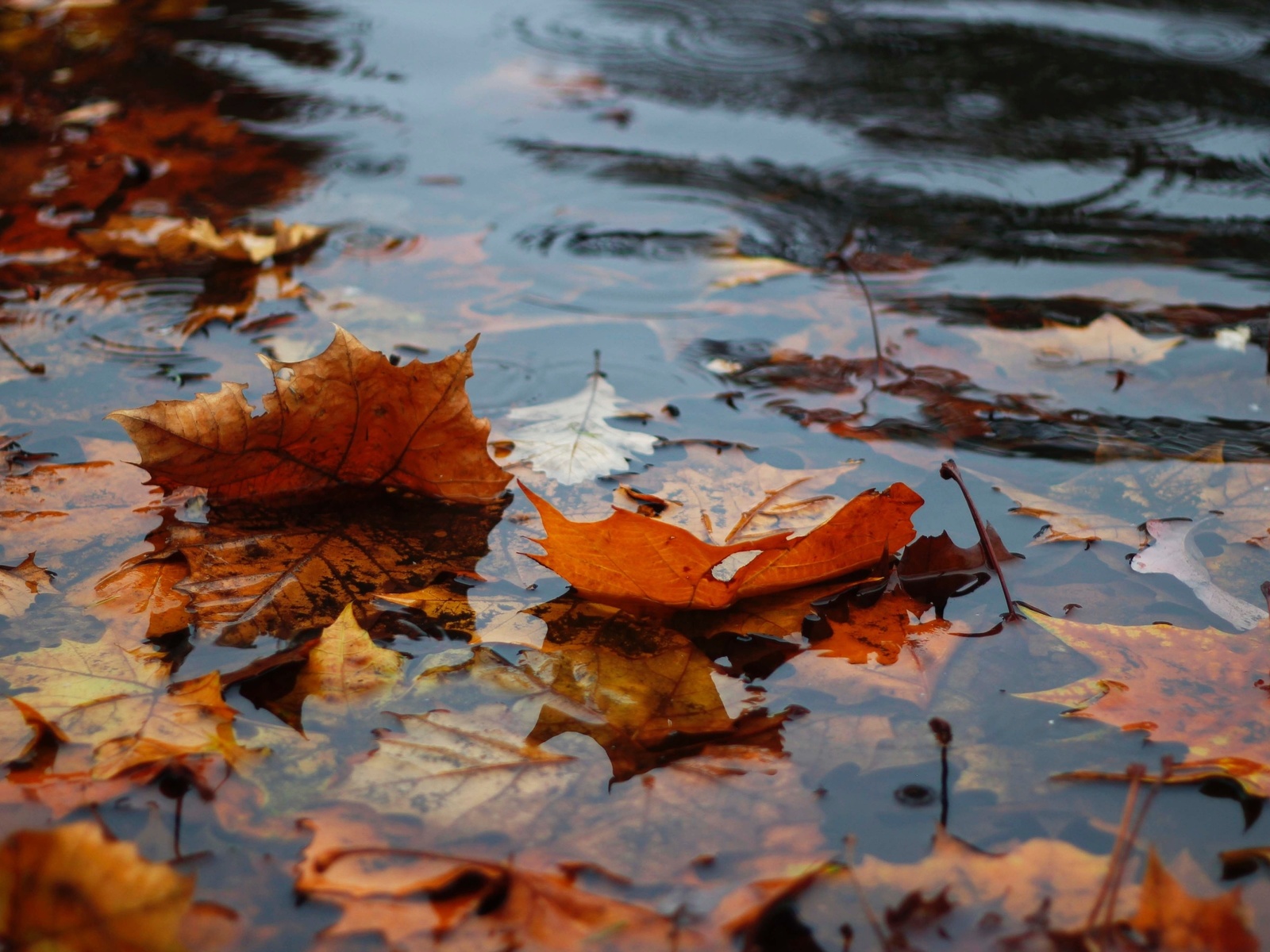 autumn, leaves in the water, rain