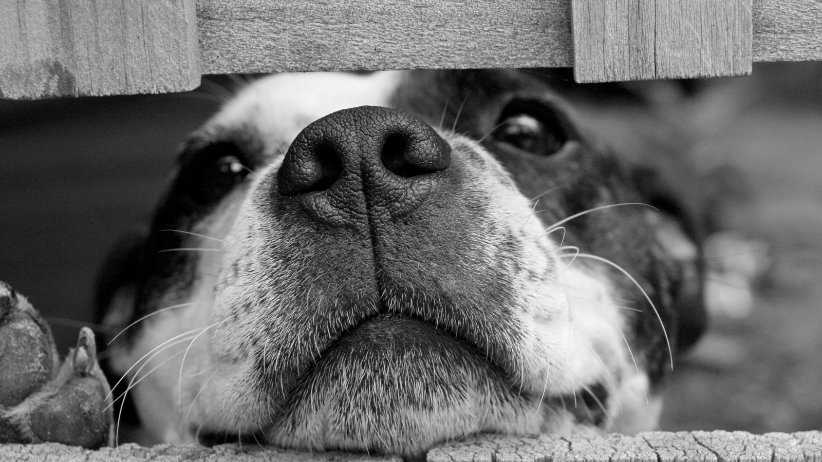 dog squashing its face through a fence, black and white puppy dog, funny animal