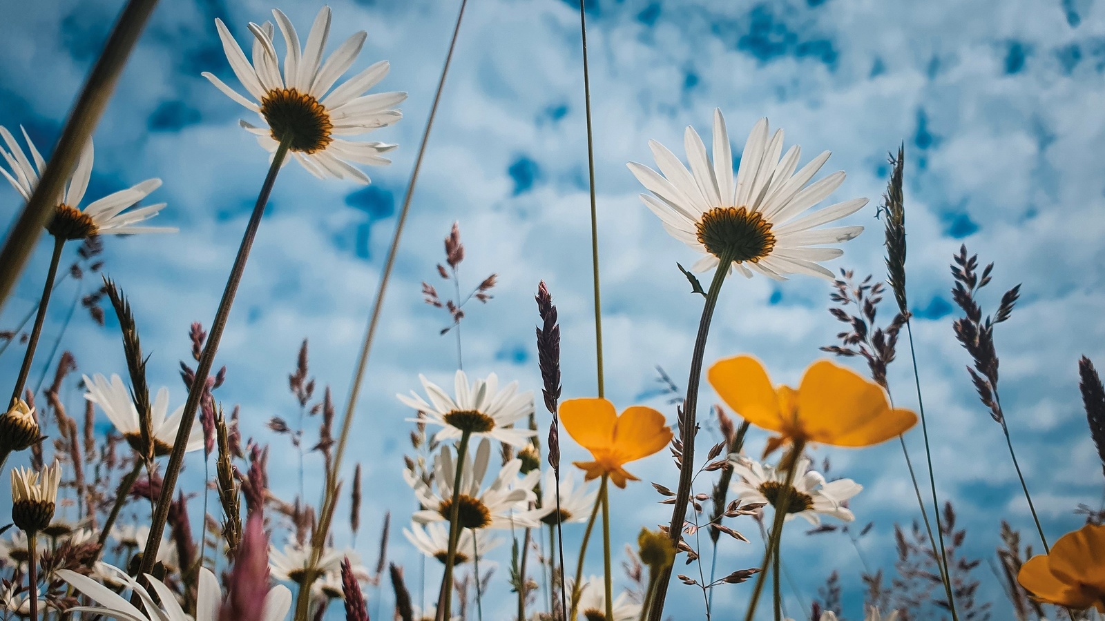 meadow flowers, cloudy sky, nature