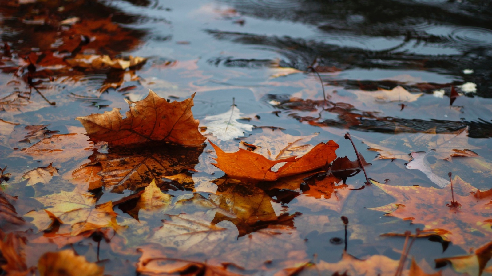 autumn, leaves in the water, rain