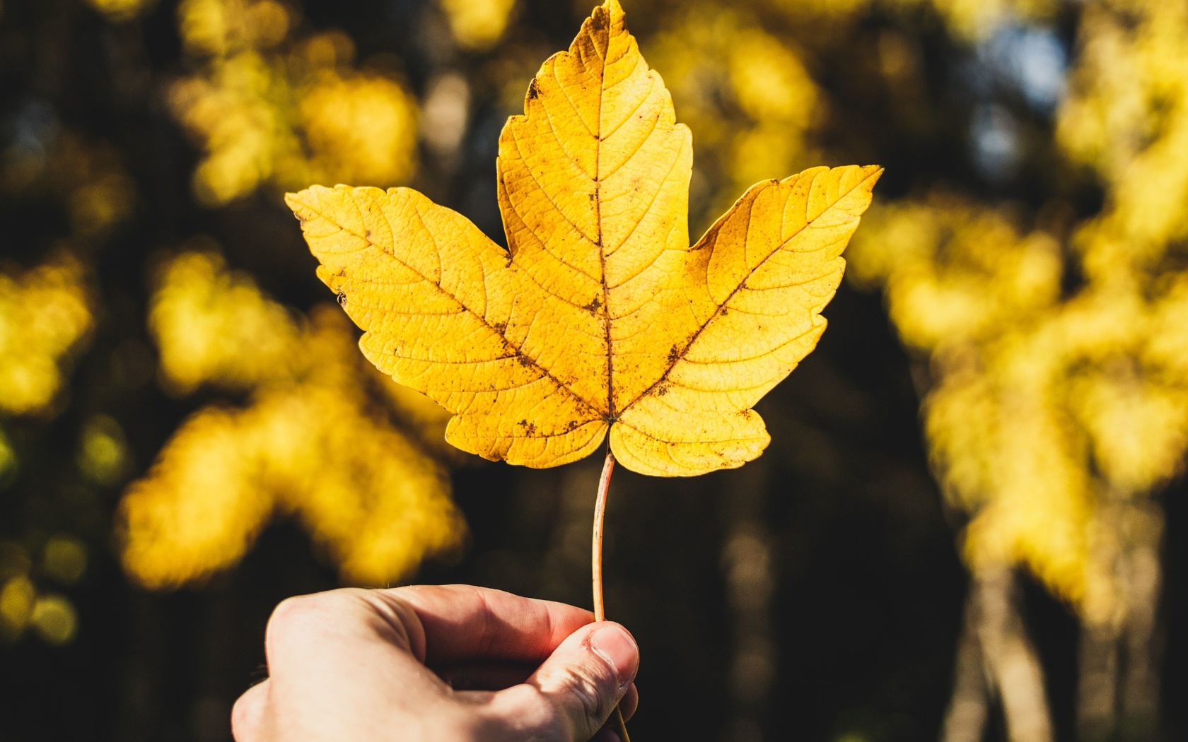 nature, autumn, yellow leaf