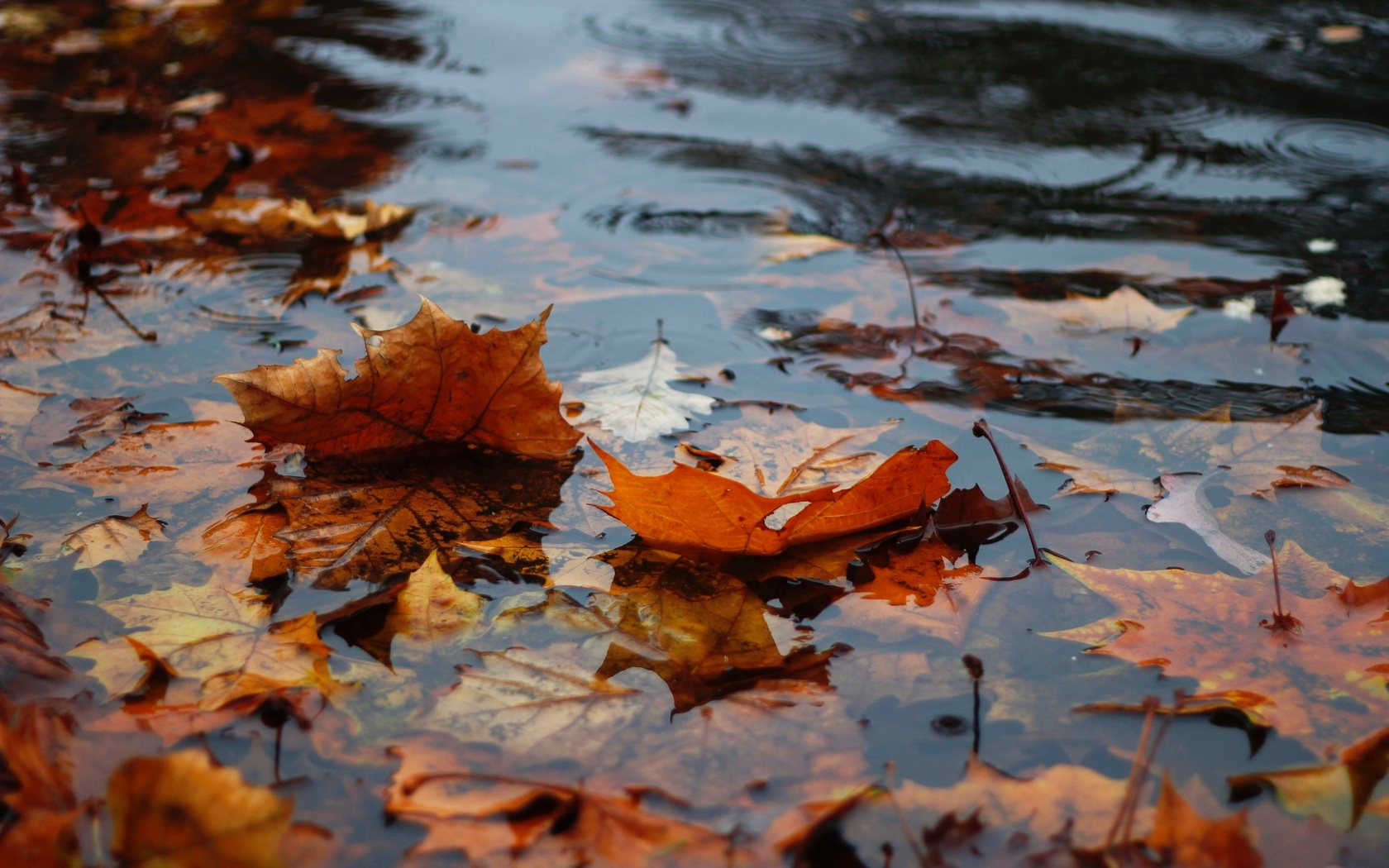 autumn, leaves in the water, rain