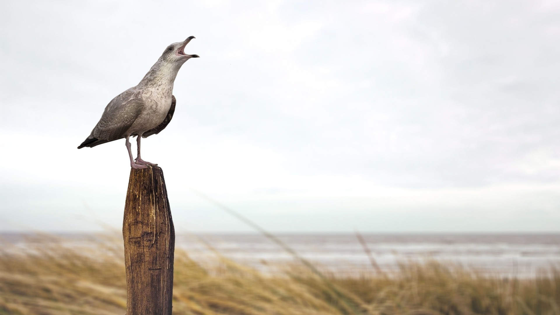 seagull, sand, bird, beach, stake