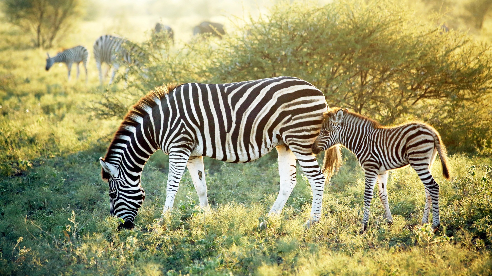 madikwe hills private game lodge, african safaris, wildlife, zebra