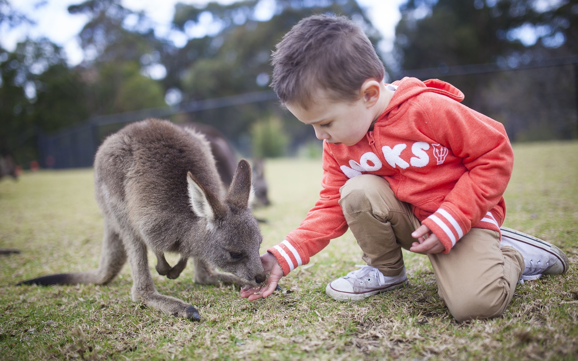 symbio wildlife park, helensburgh, south of sydney, kangaroo