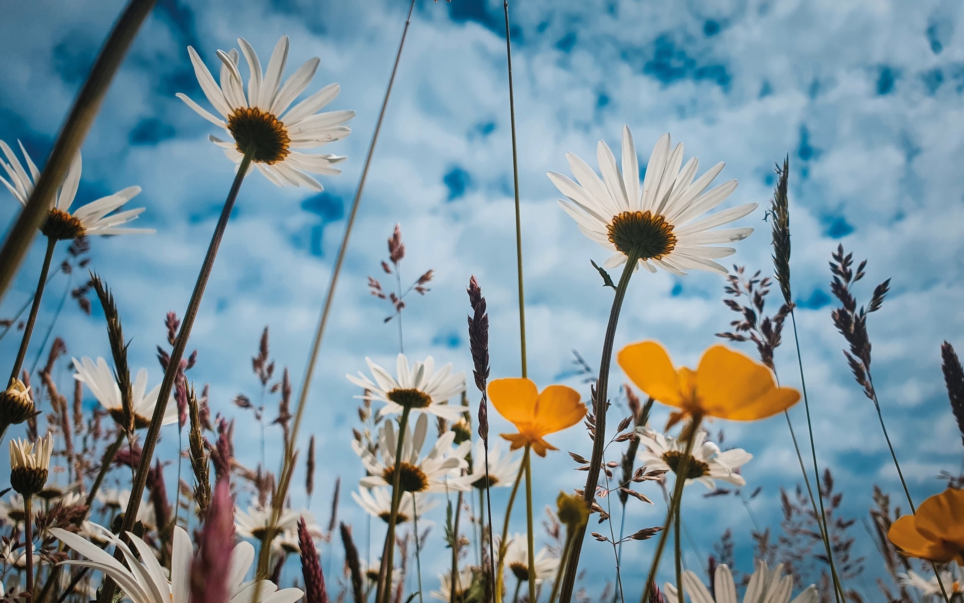 meadow flowers, cloudy sky, nature