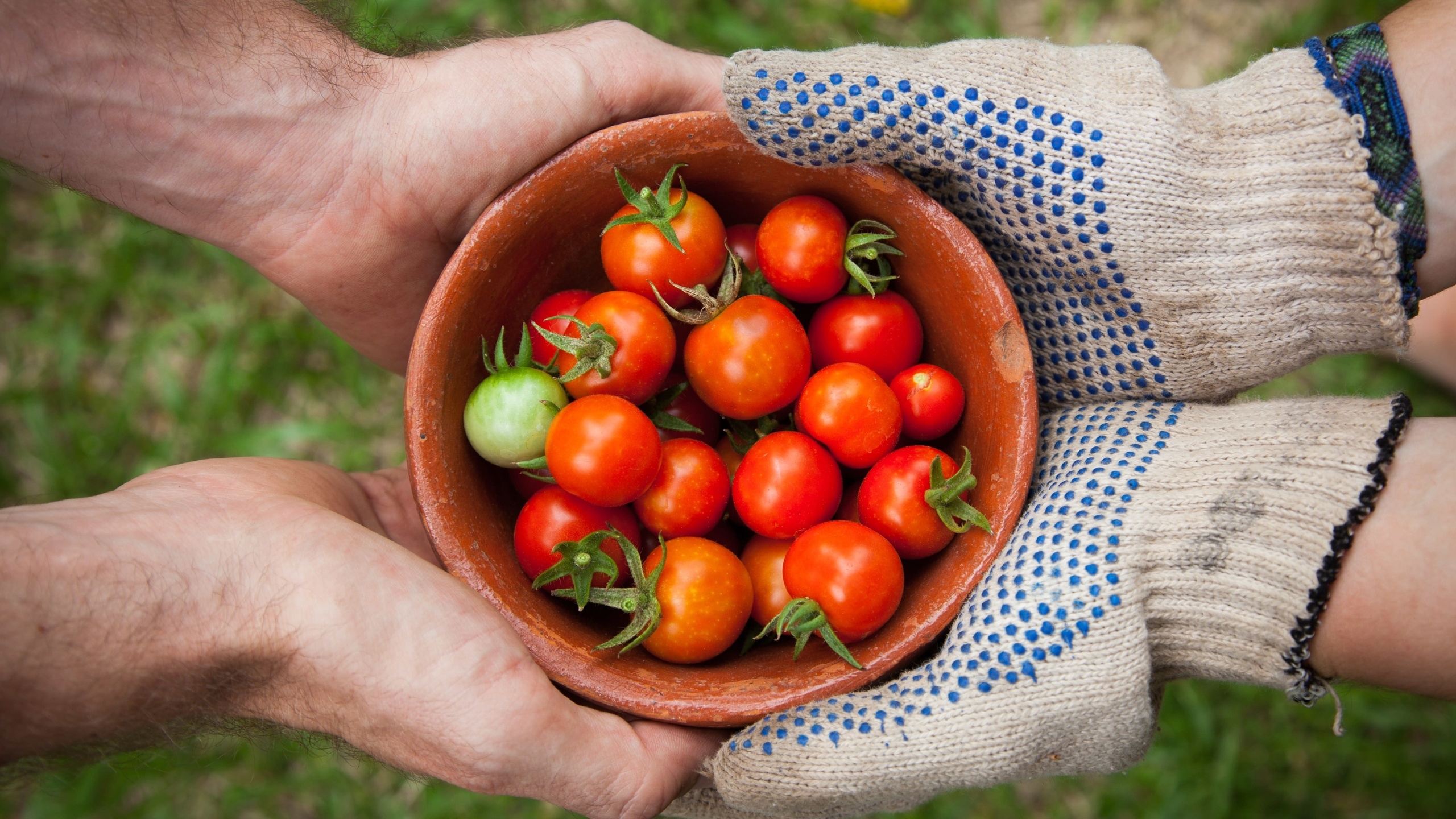 organic food, tomato garden, summer